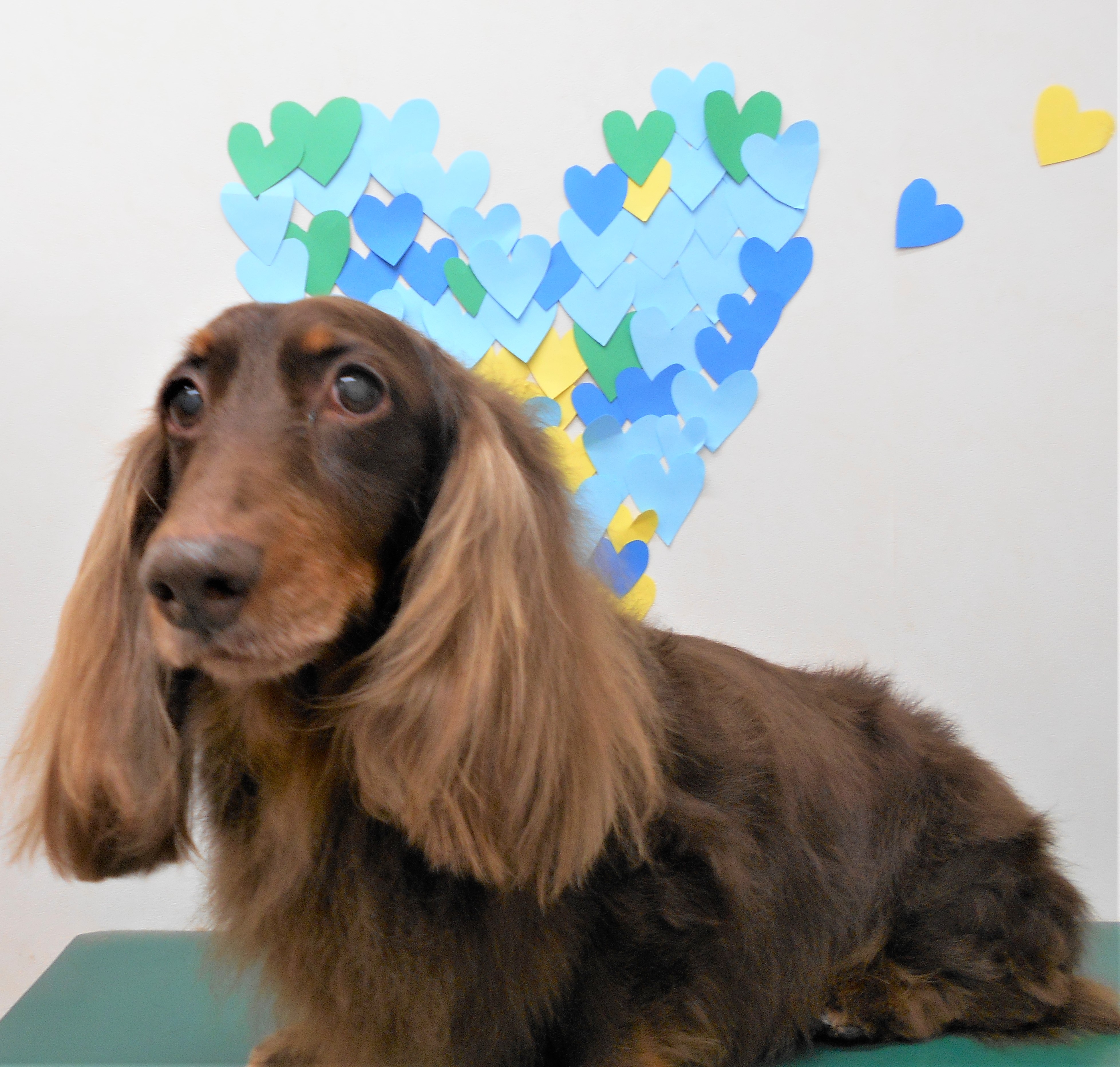 トリミングサロン シュシュどうぶつ病院からのお知らせ 2019-03-09