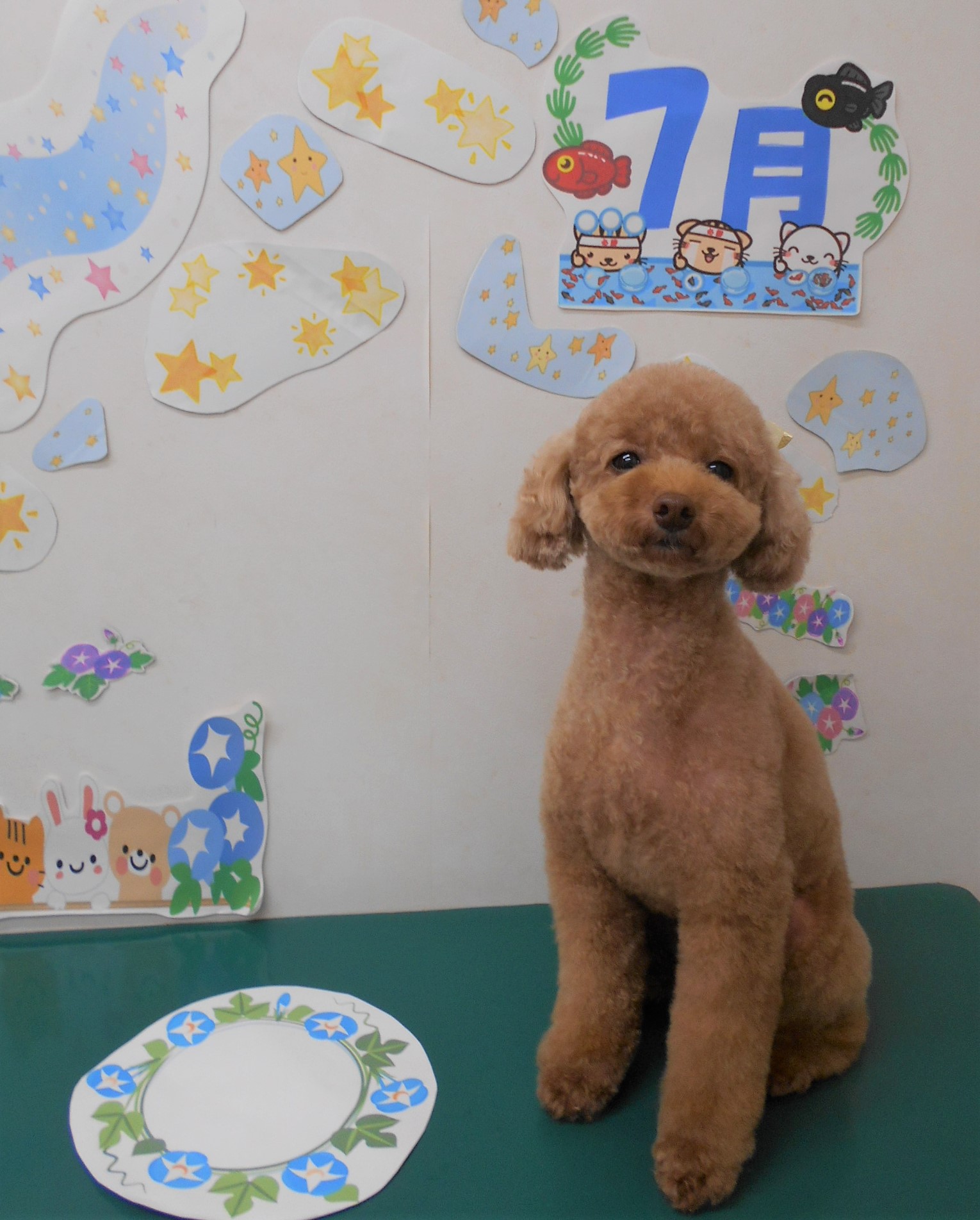 トリミングサロン シュシュどうぶつ病院からのお知らせ 2021-07-07