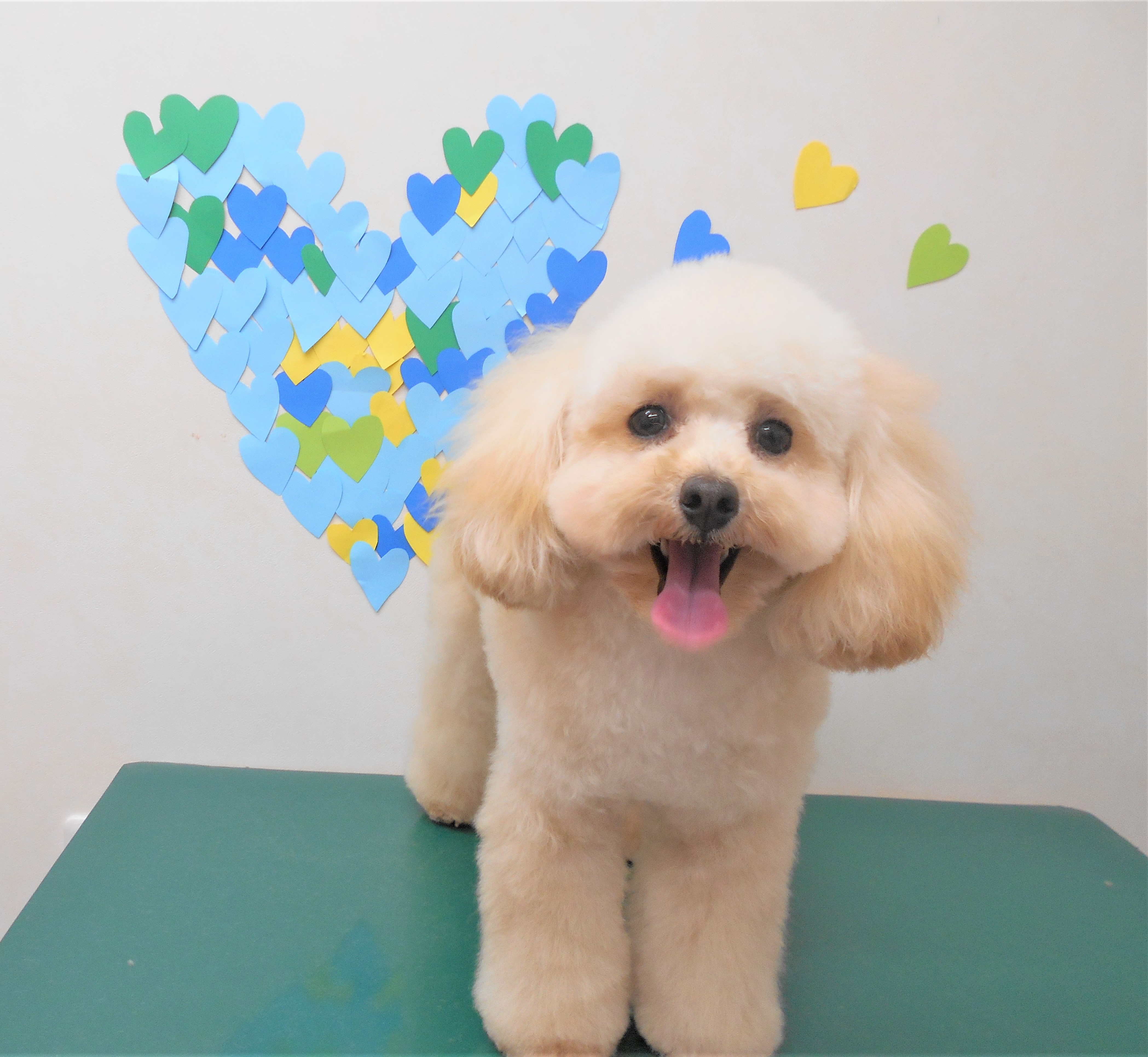 トリミングサロン シュシュどうぶつ病院からのお知らせ 2019-03-01