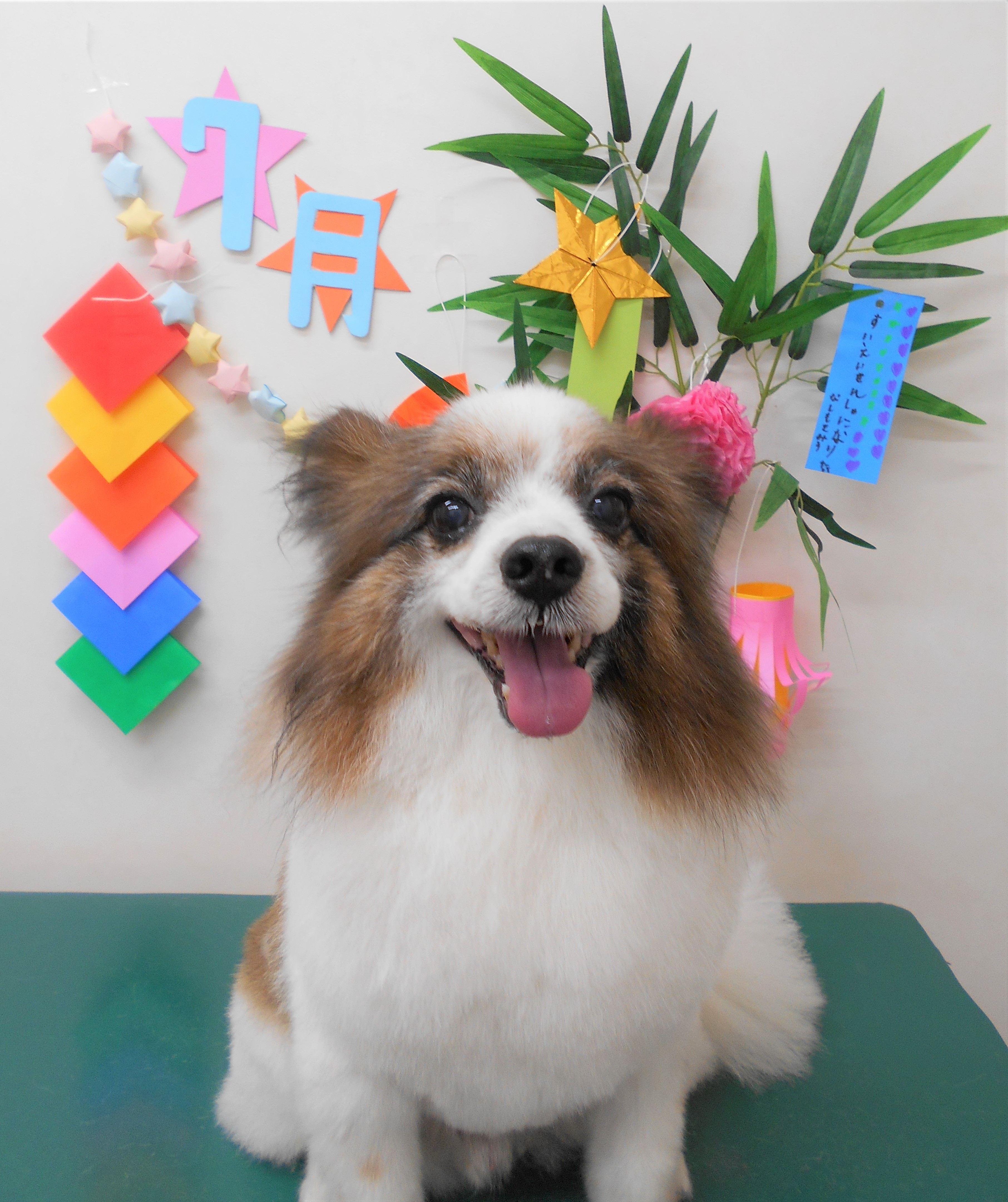 トリミングサロン シュシュどうぶつ病院からのお知らせ 2019-07-14