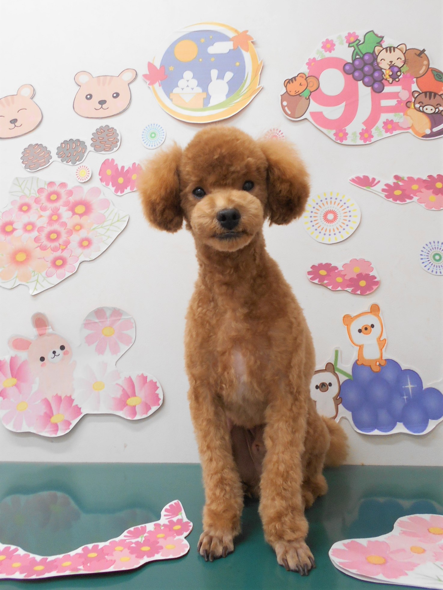 トリミングサロン シュシュどうぶつ病院からのお知らせ 2021-09-16