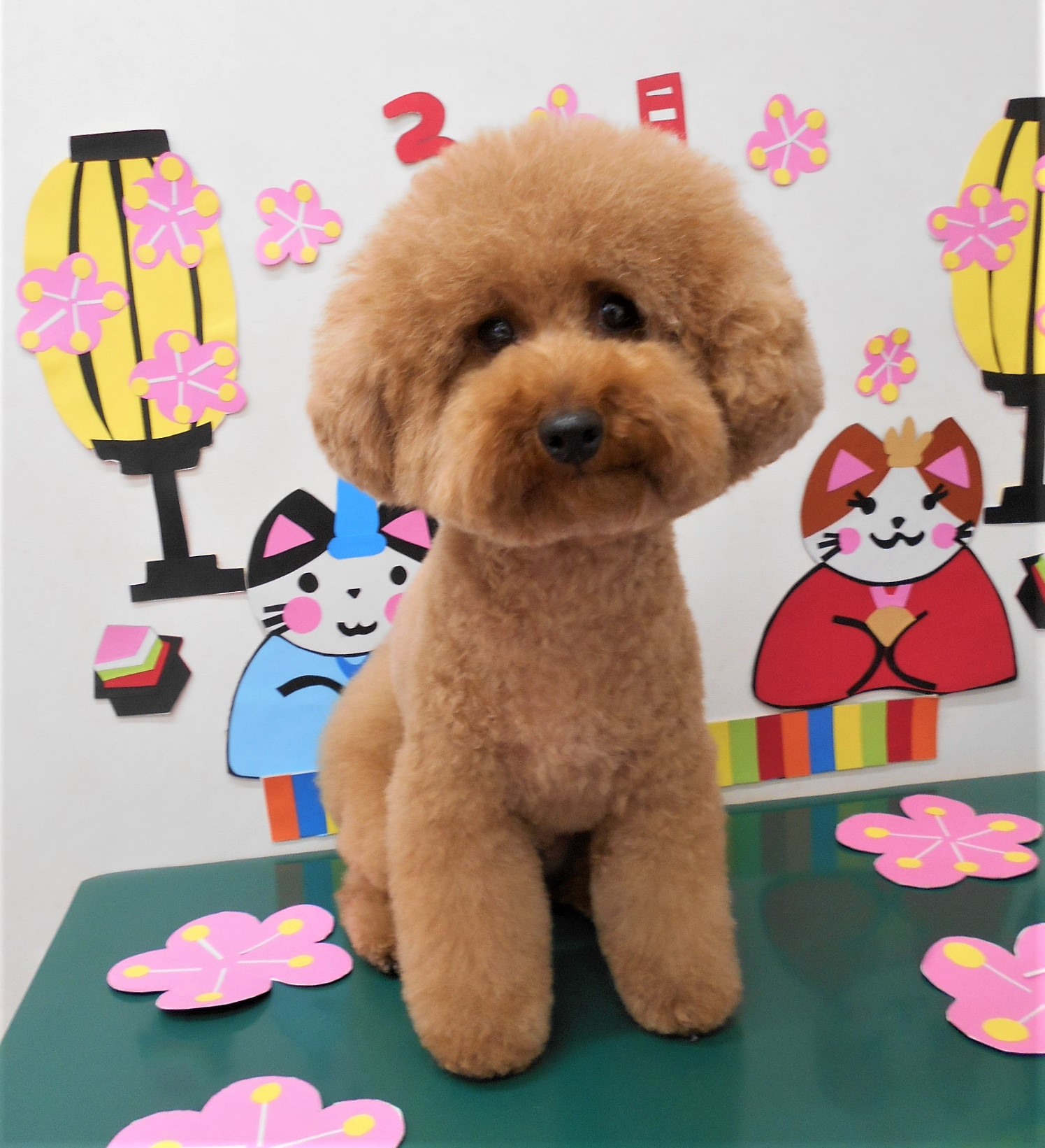 トリミングサロン シュシュどうぶつ病院からのお知らせ 2020-03-12