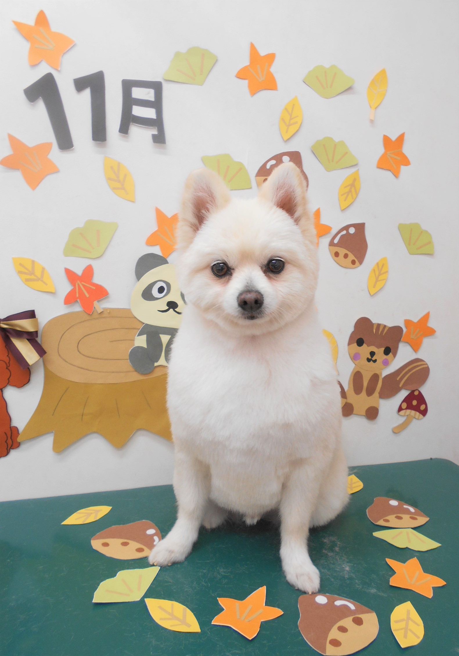 トリミングサロン シュシュどうぶつ病院からのお知らせ 2020-11-10