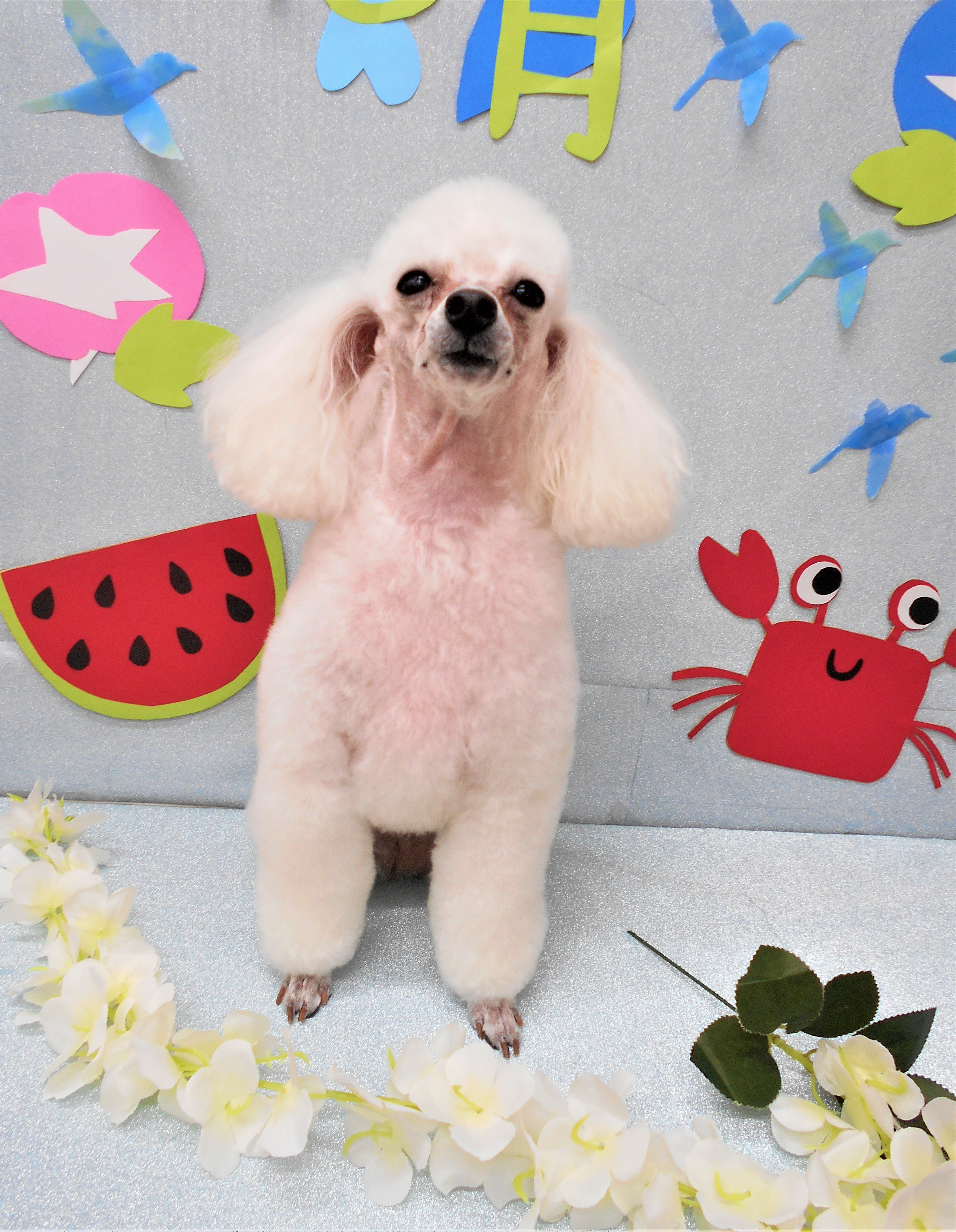 トリミングサロン シュシュどうぶつ病院からのお知らせ 2019-08-03