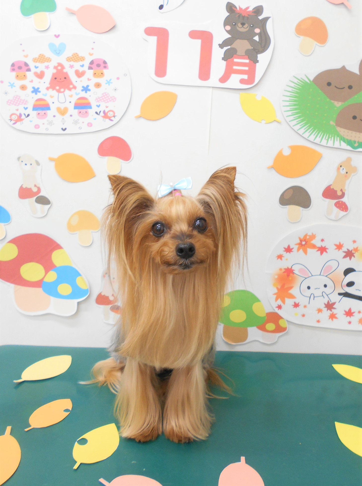 トリミングサロン シュシュどうぶつ病院からのお知らせ 2021-11-11