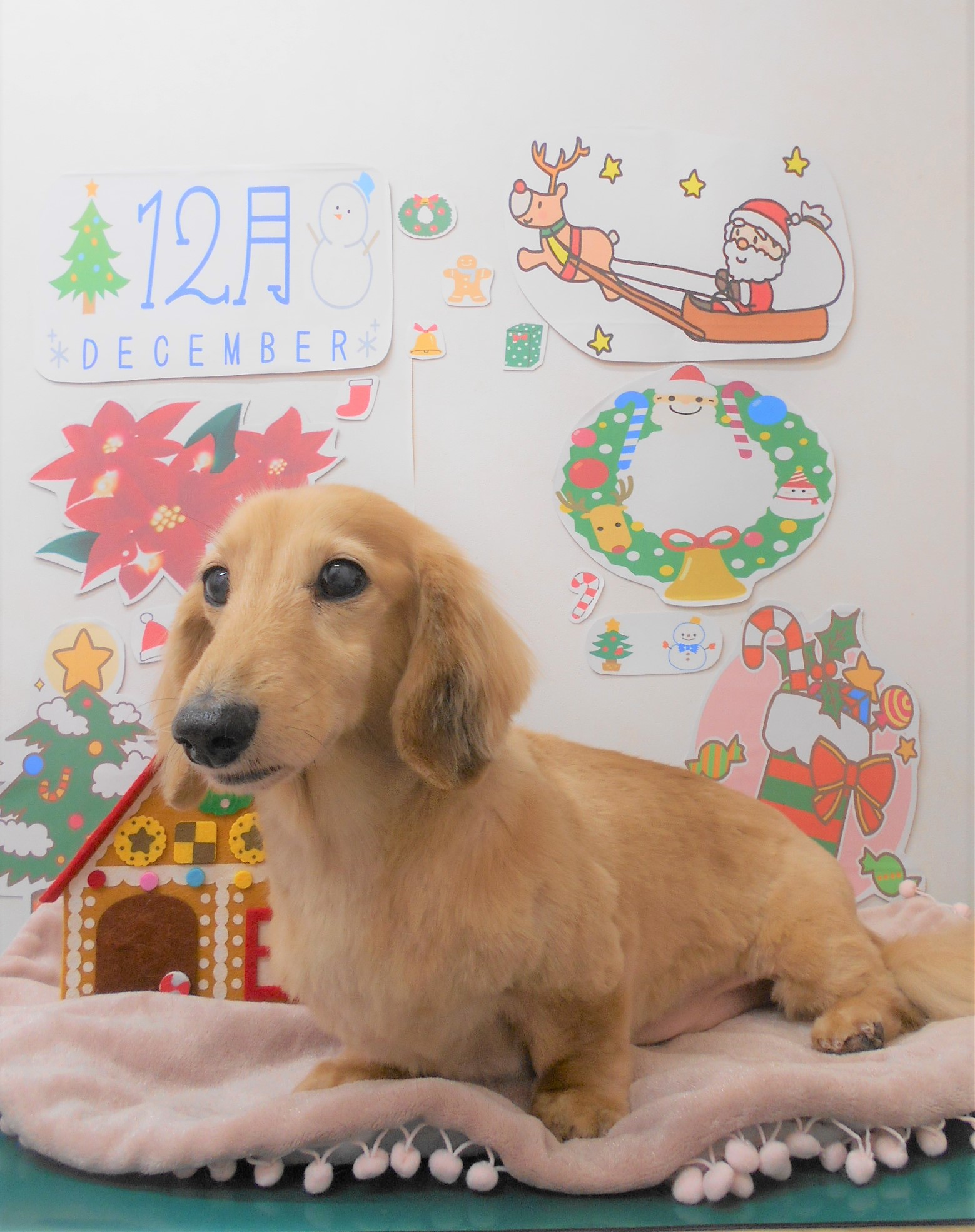 トリミングサロン シュシュどうぶつ病院からのお知らせ 2021-12-07