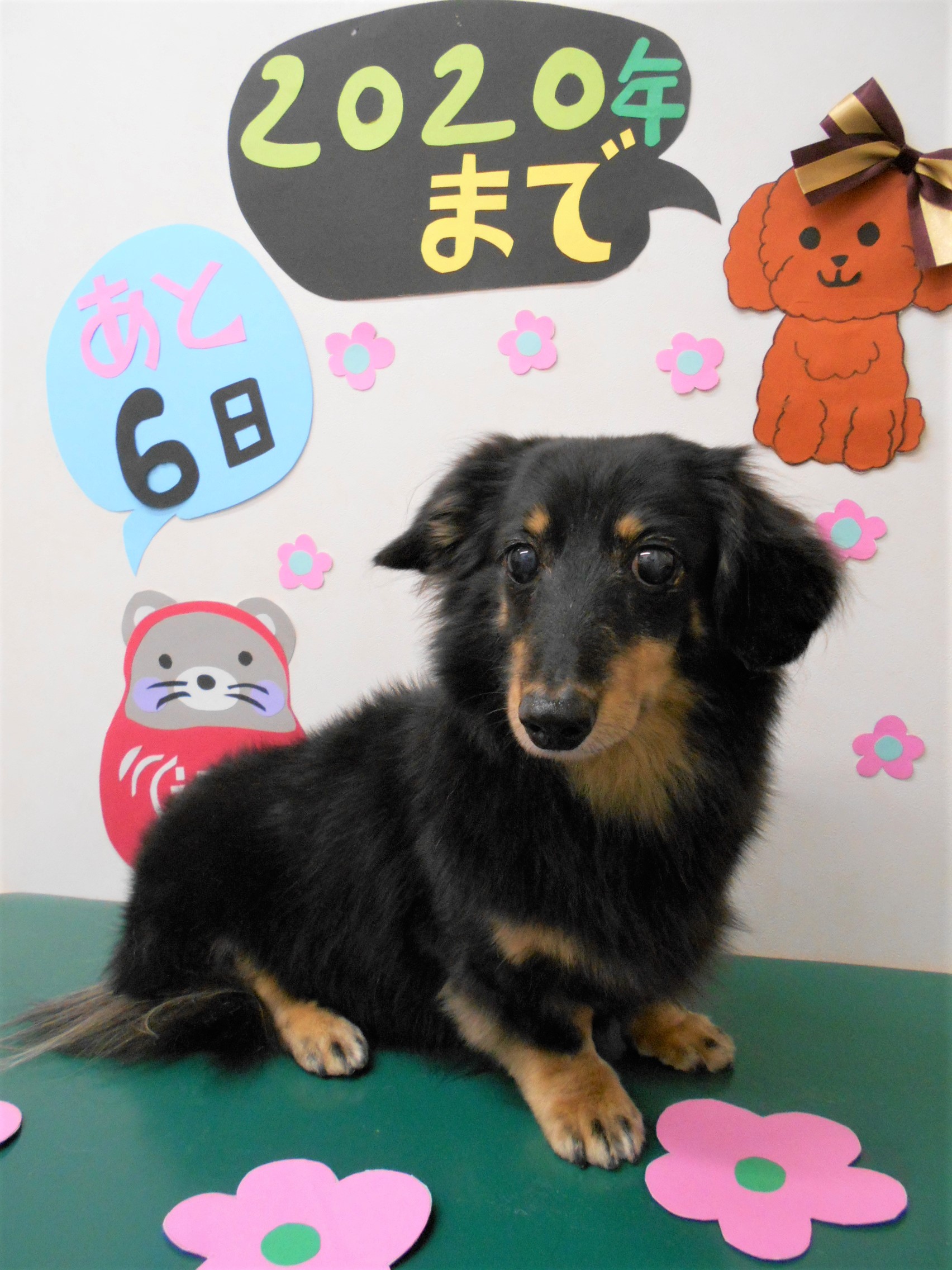 トリミングサロン シュシュどうぶつ病院からのお知らせ 2019-12-26