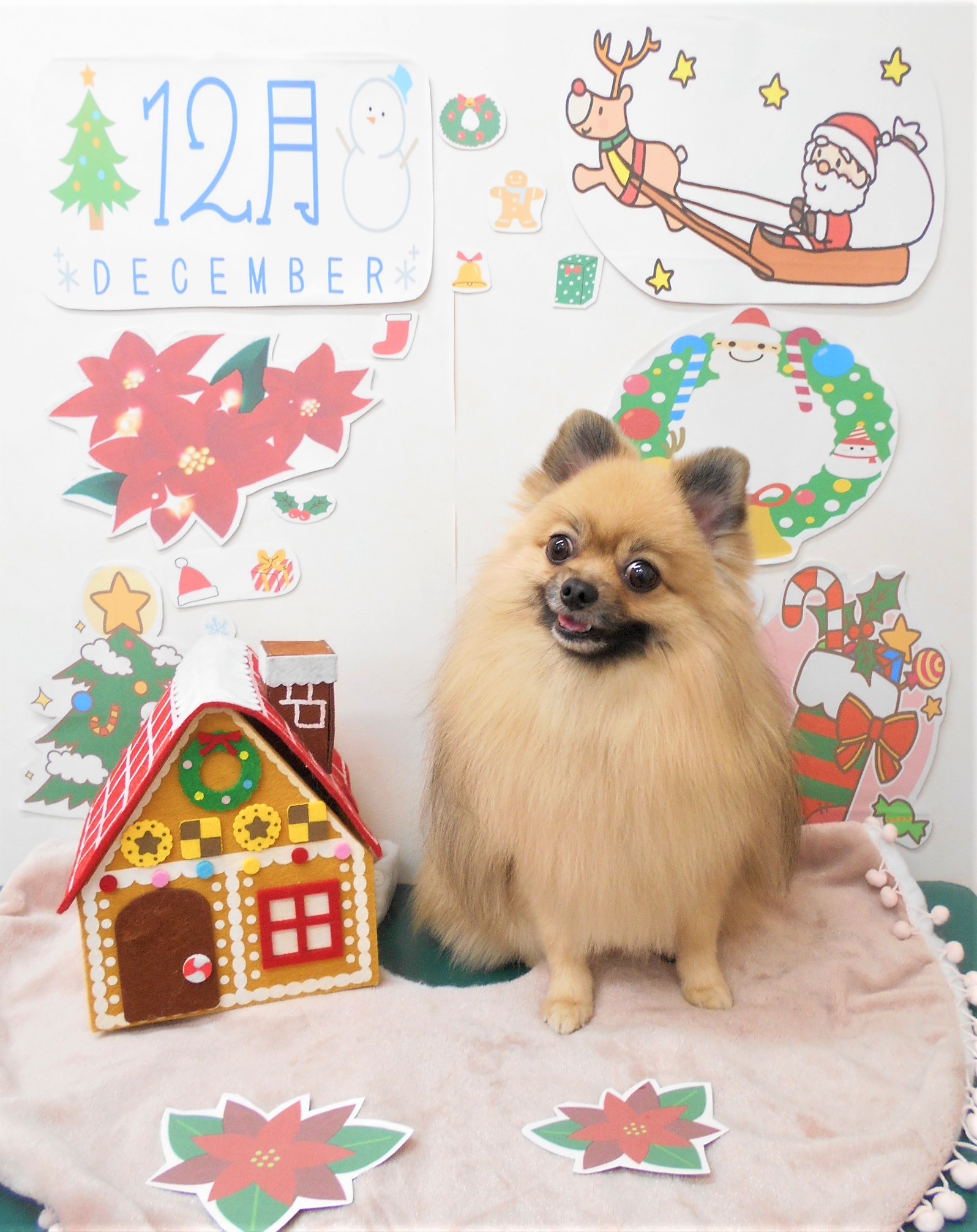 トリミングサロン シュシュどうぶつ病院からのお知らせ 2021-12-03
