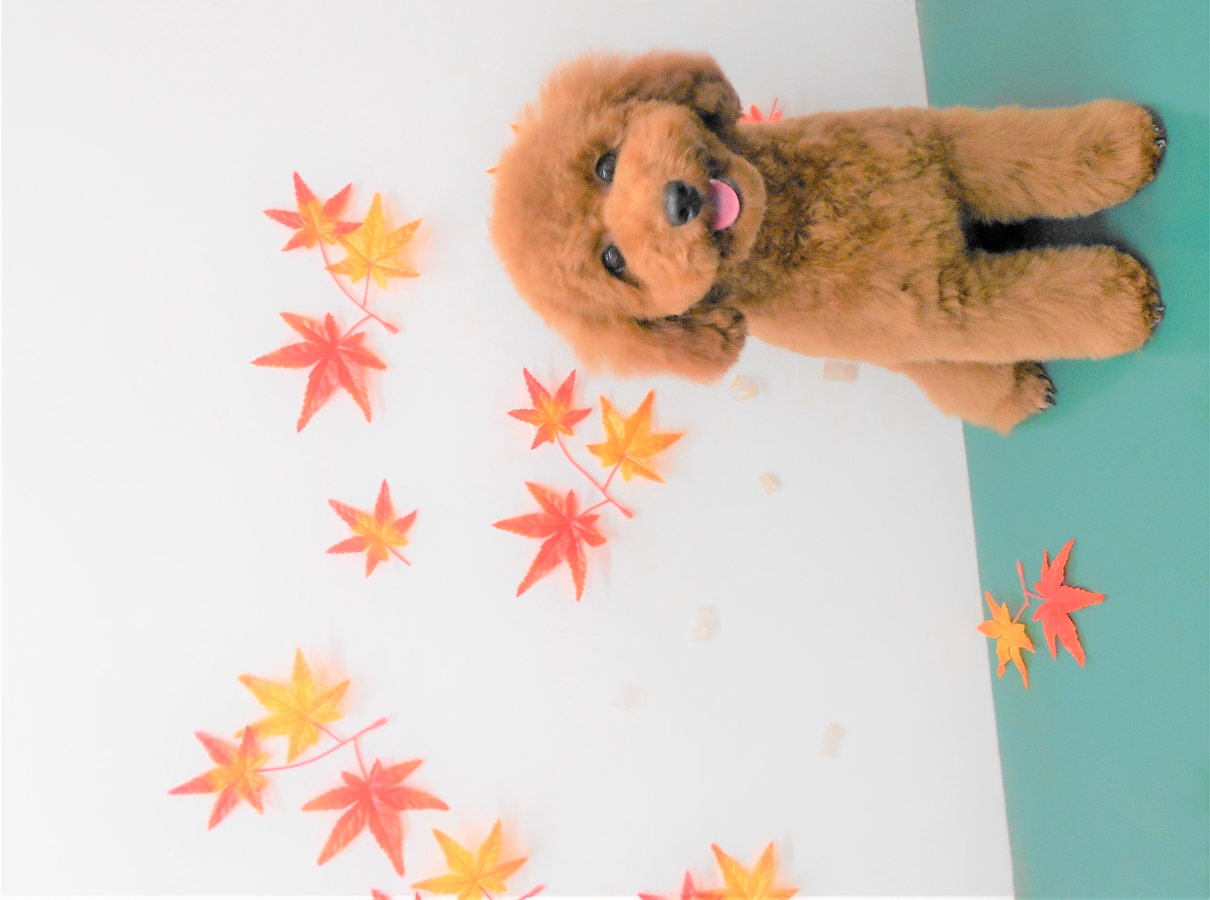 トリミングサロン シュシュどうぶつ病院からのお知らせ 2018-10-31