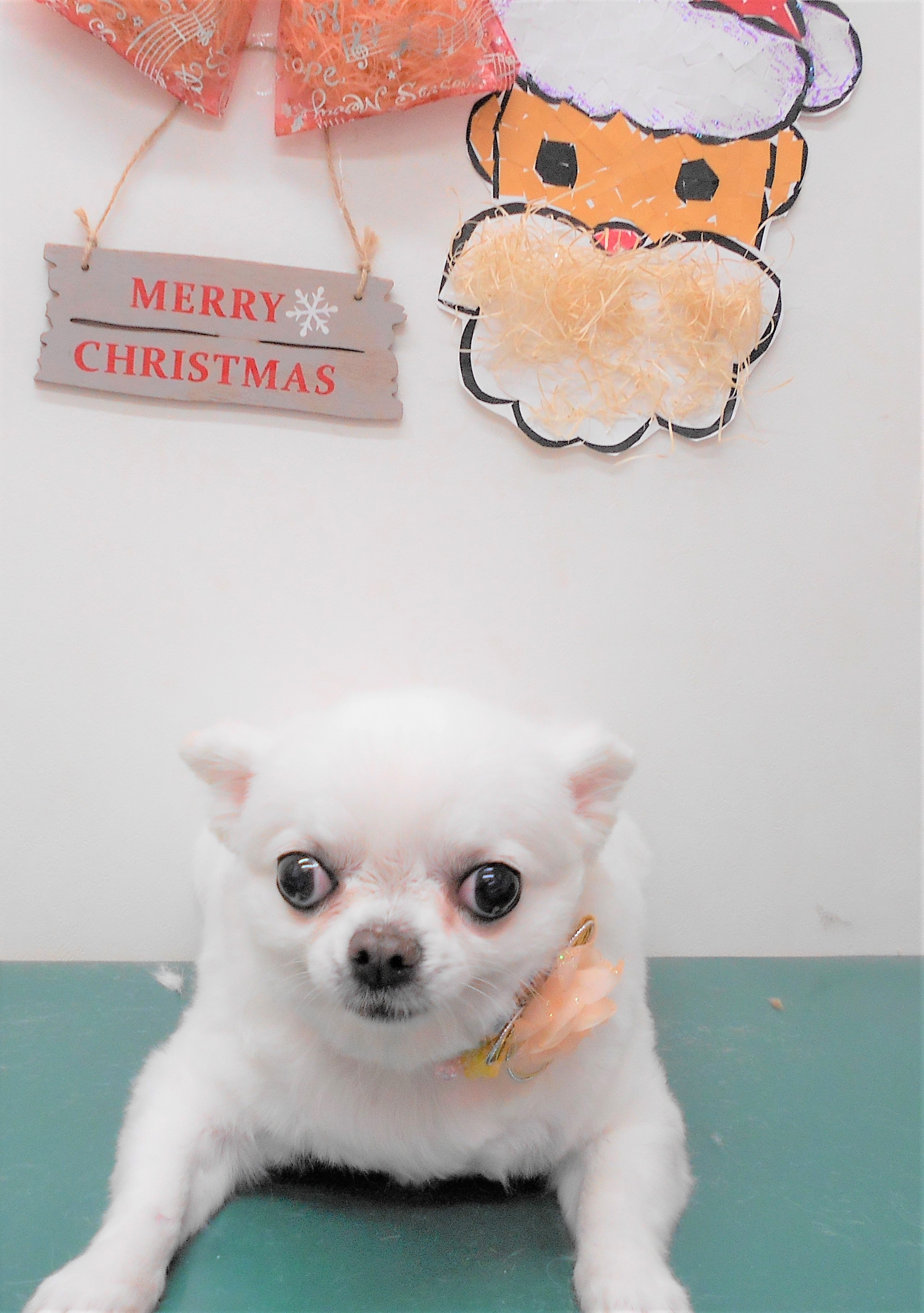 トリミングサロン シュシュどうぶつ病院からのお知らせ 2018-12-22