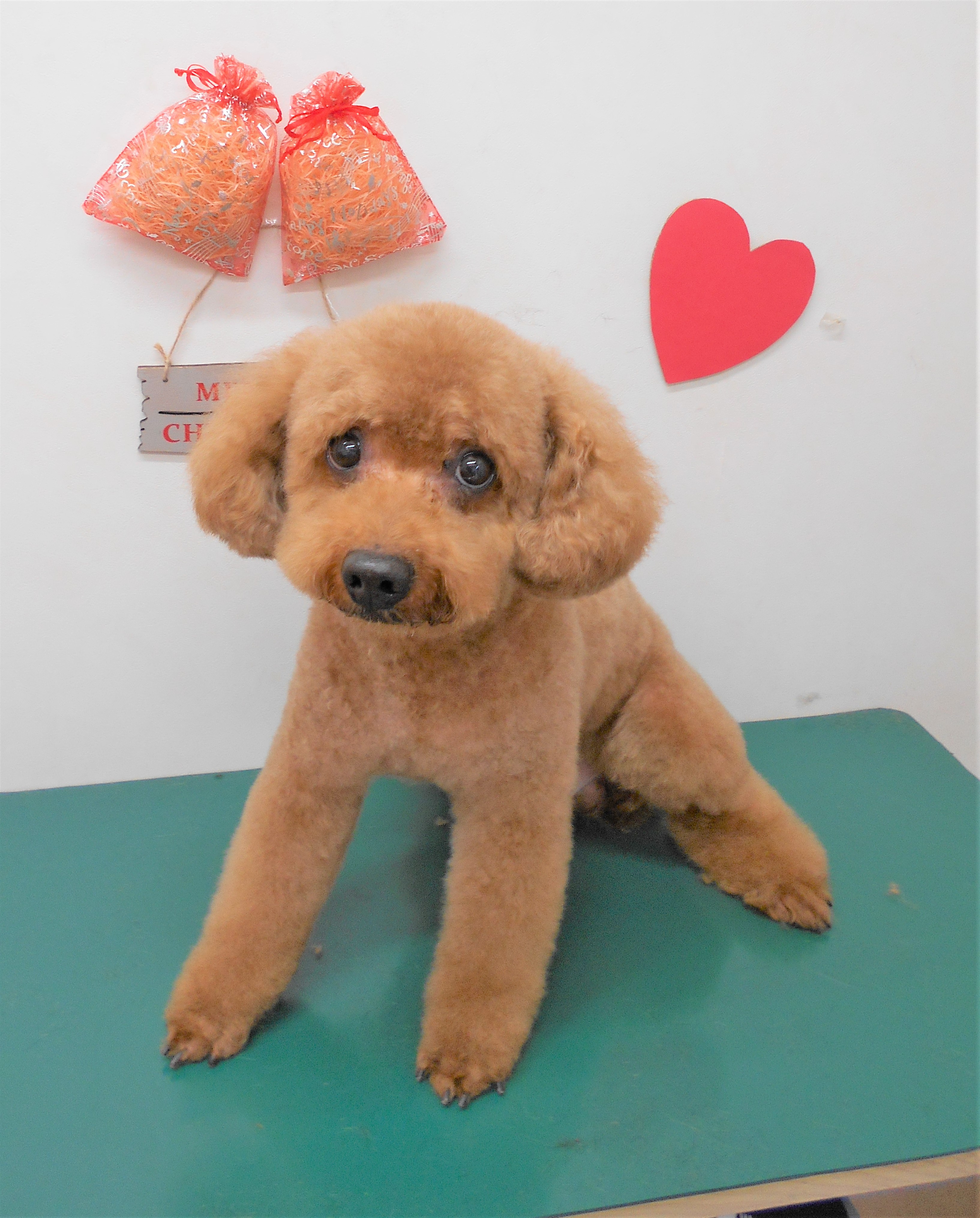 トリミングサロン シュシュどうぶつ病院からのお知らせ 2018-12-18