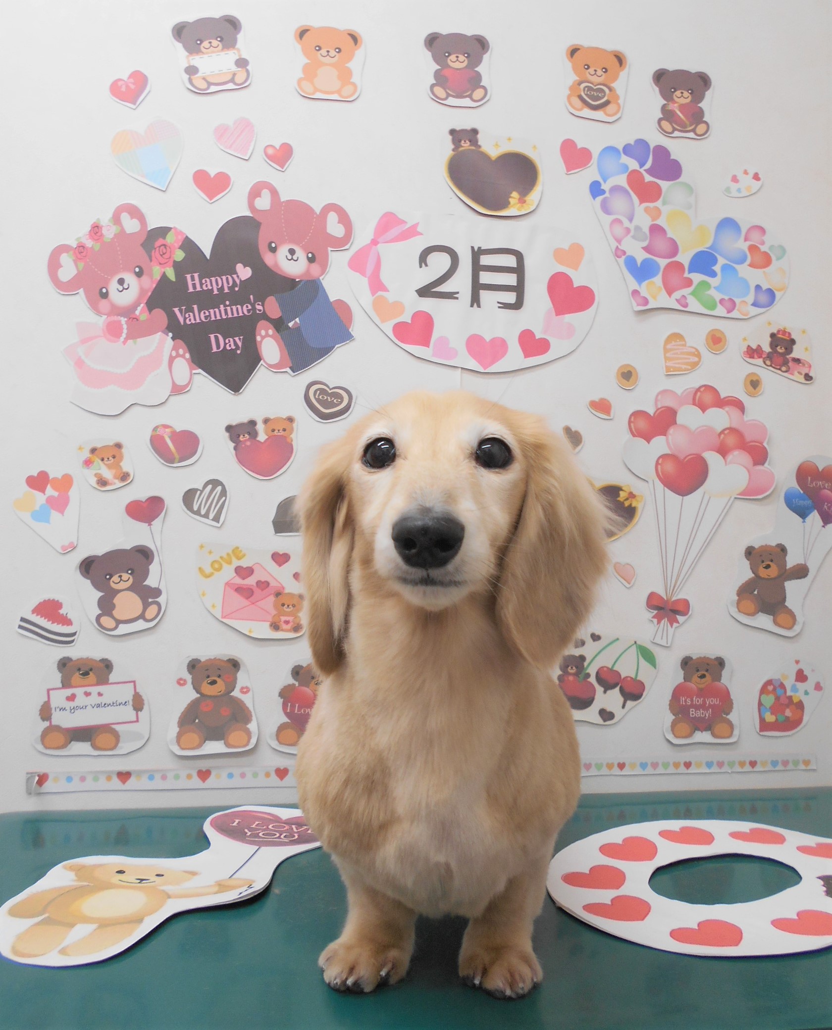 トリミングサロン シュシュどうぶつ病院からのお知らせ 2022-02-05