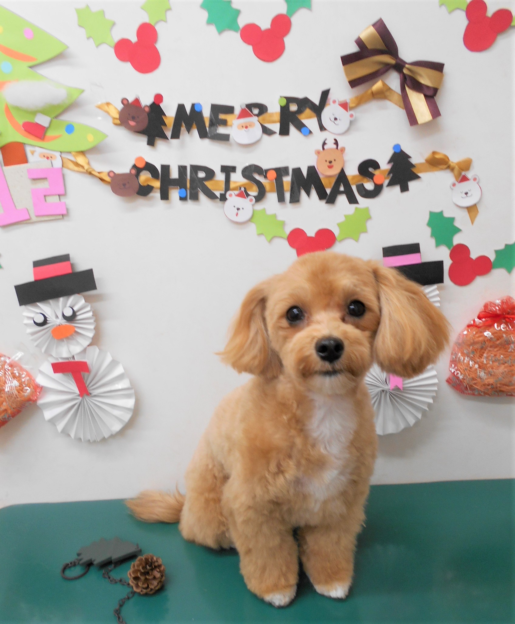 トリミングサロン シュシュどうぶつ病院からのお知らせ 2019-12-21