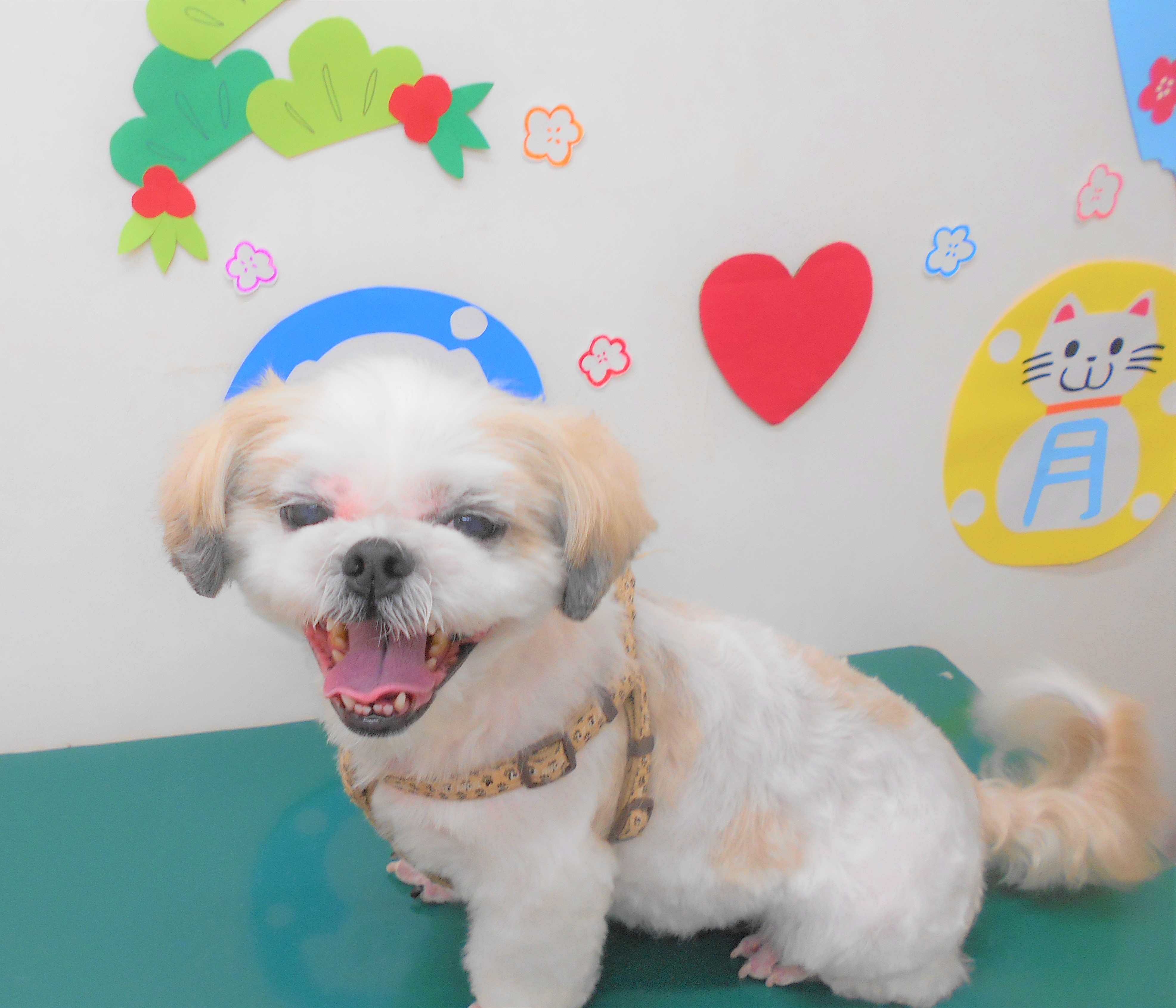 トリミングサロン シュシュどうぶつ病院からのお知らせ 2019-01-25