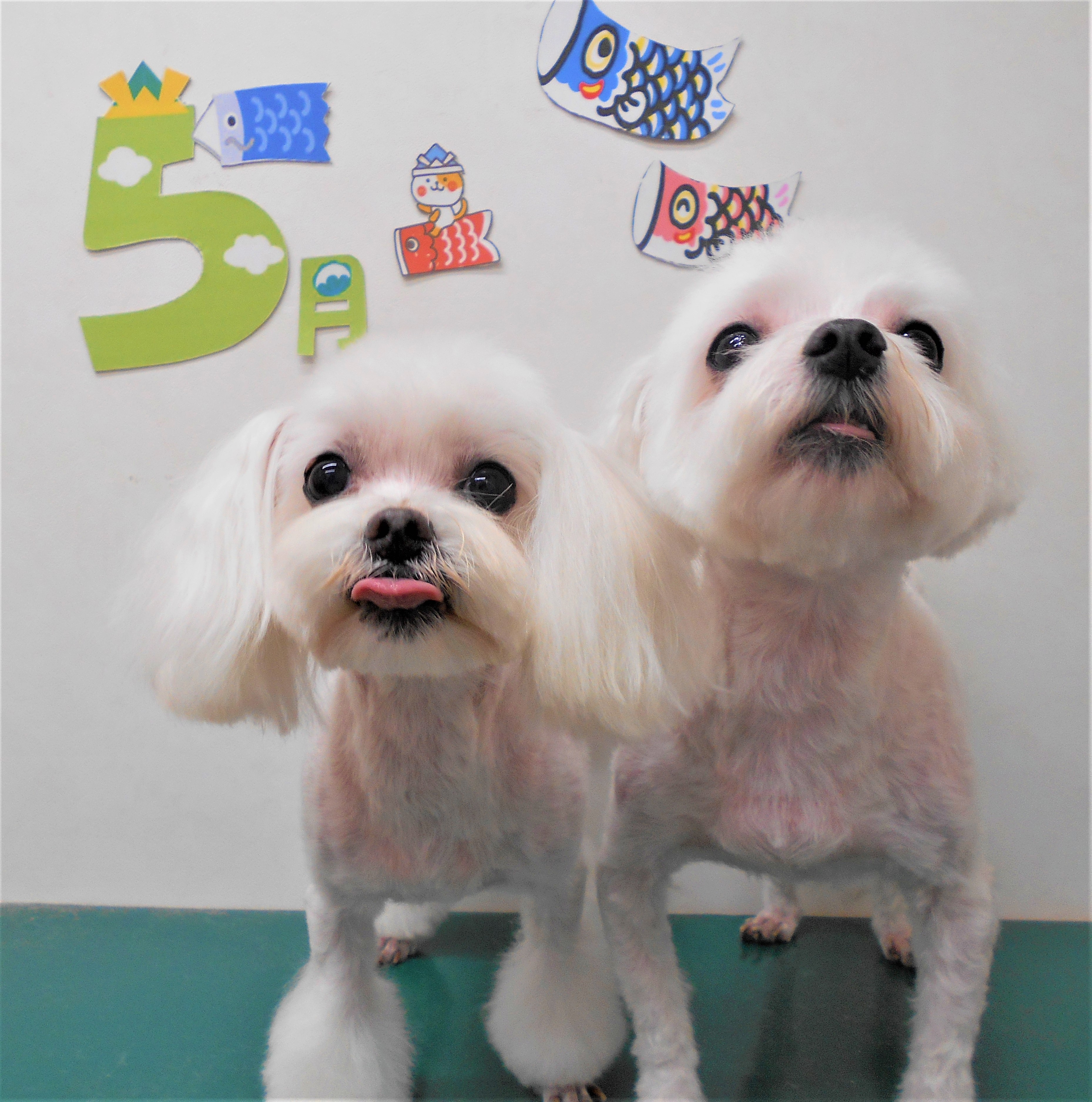 トリミングサロン シュシュどうぶつ病院からのお知らせ 2019-05-02
