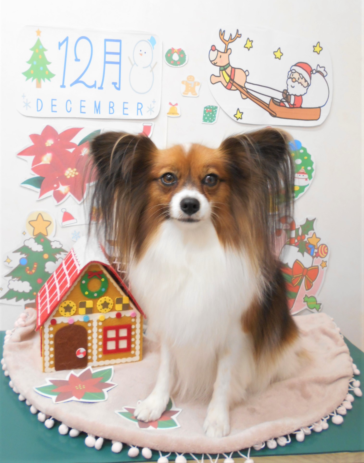 トリミングサロン シュシュどうぶつ病院からのお知らせ 2021-12-16