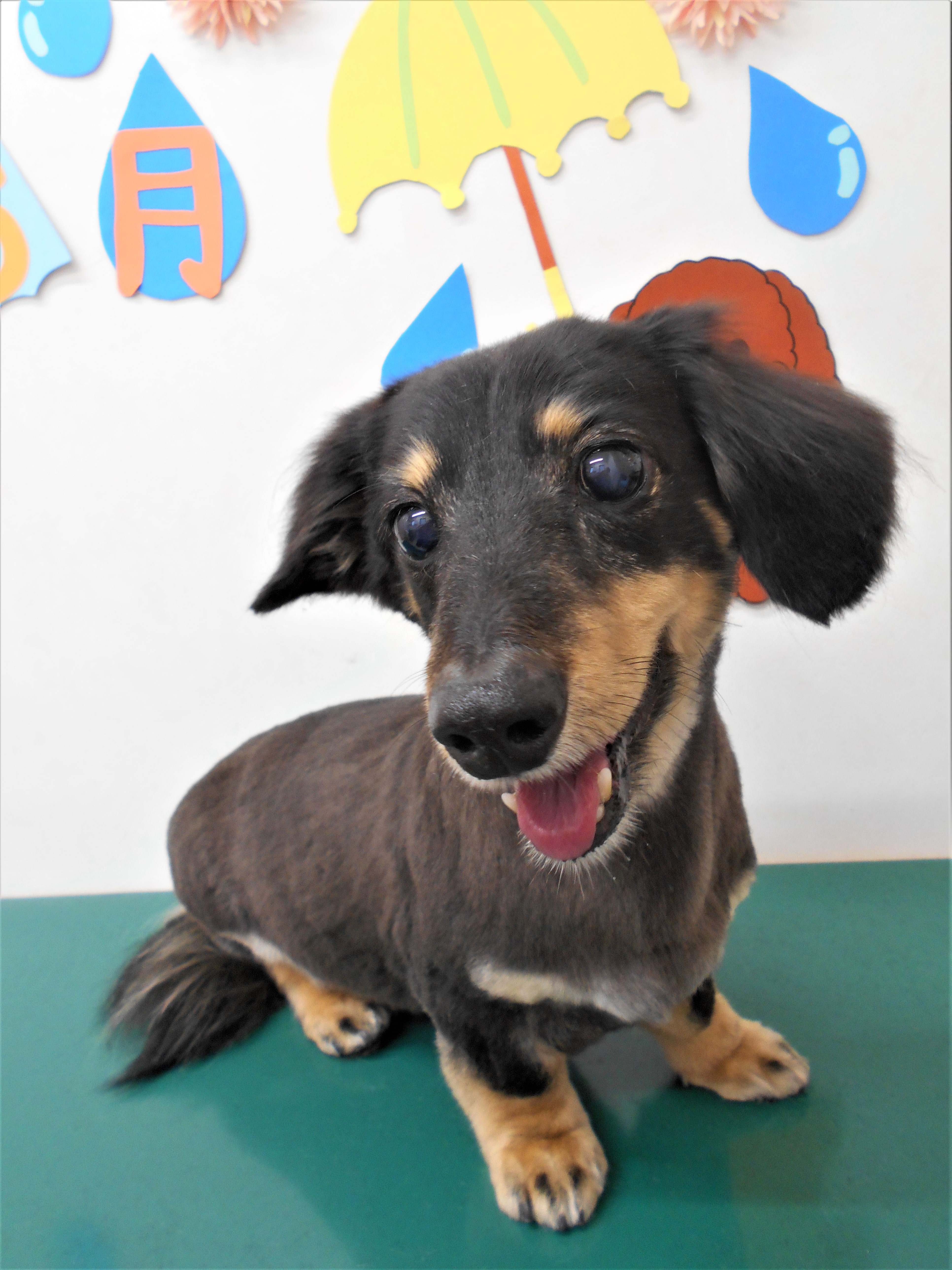 トリミングサロン シュシュどうぶつ病院からのお知らせ 2019-06-21