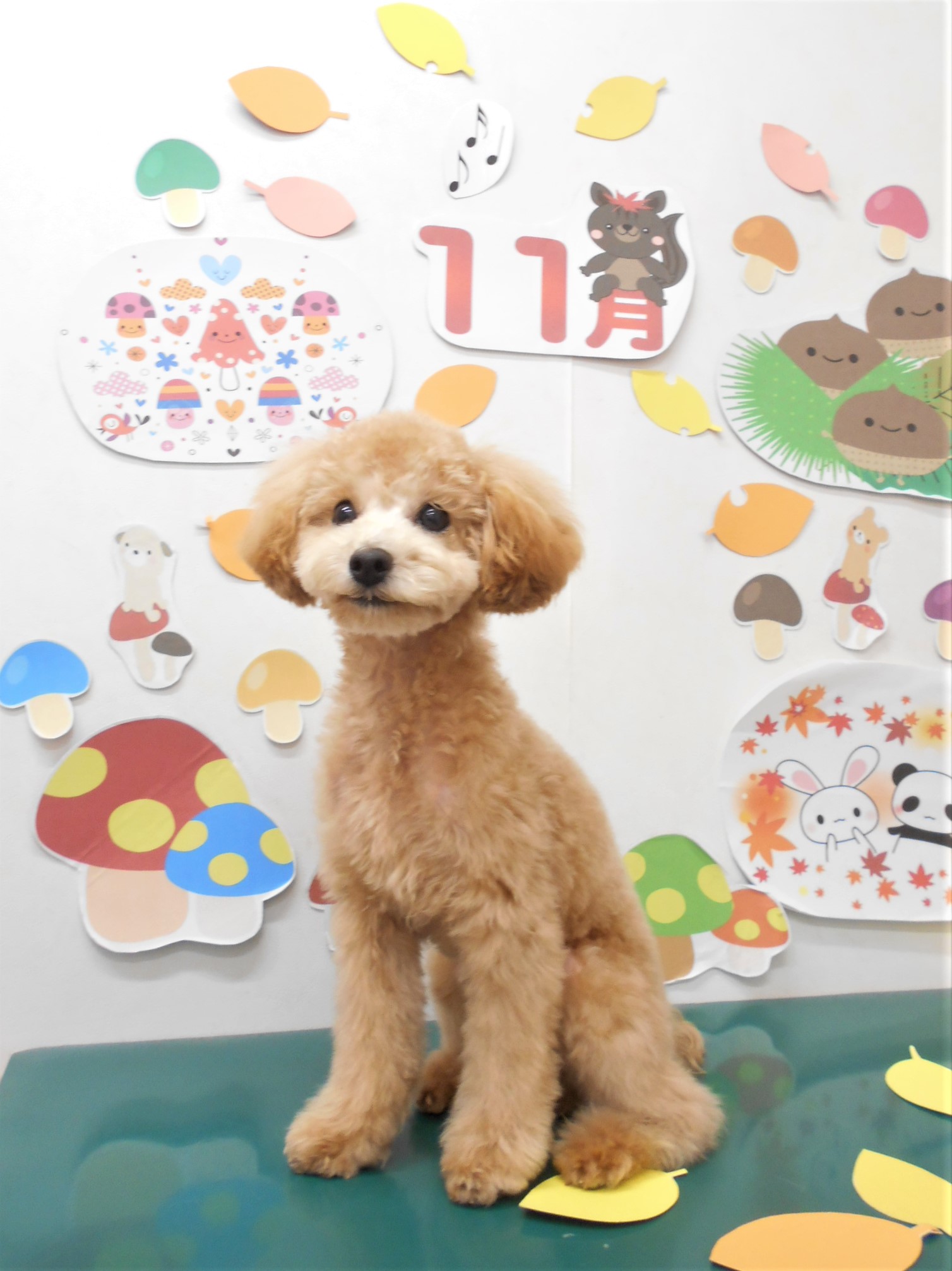 トリミングサロン シュシュどうぶつ病院からのお知らせ 2021-11-27
