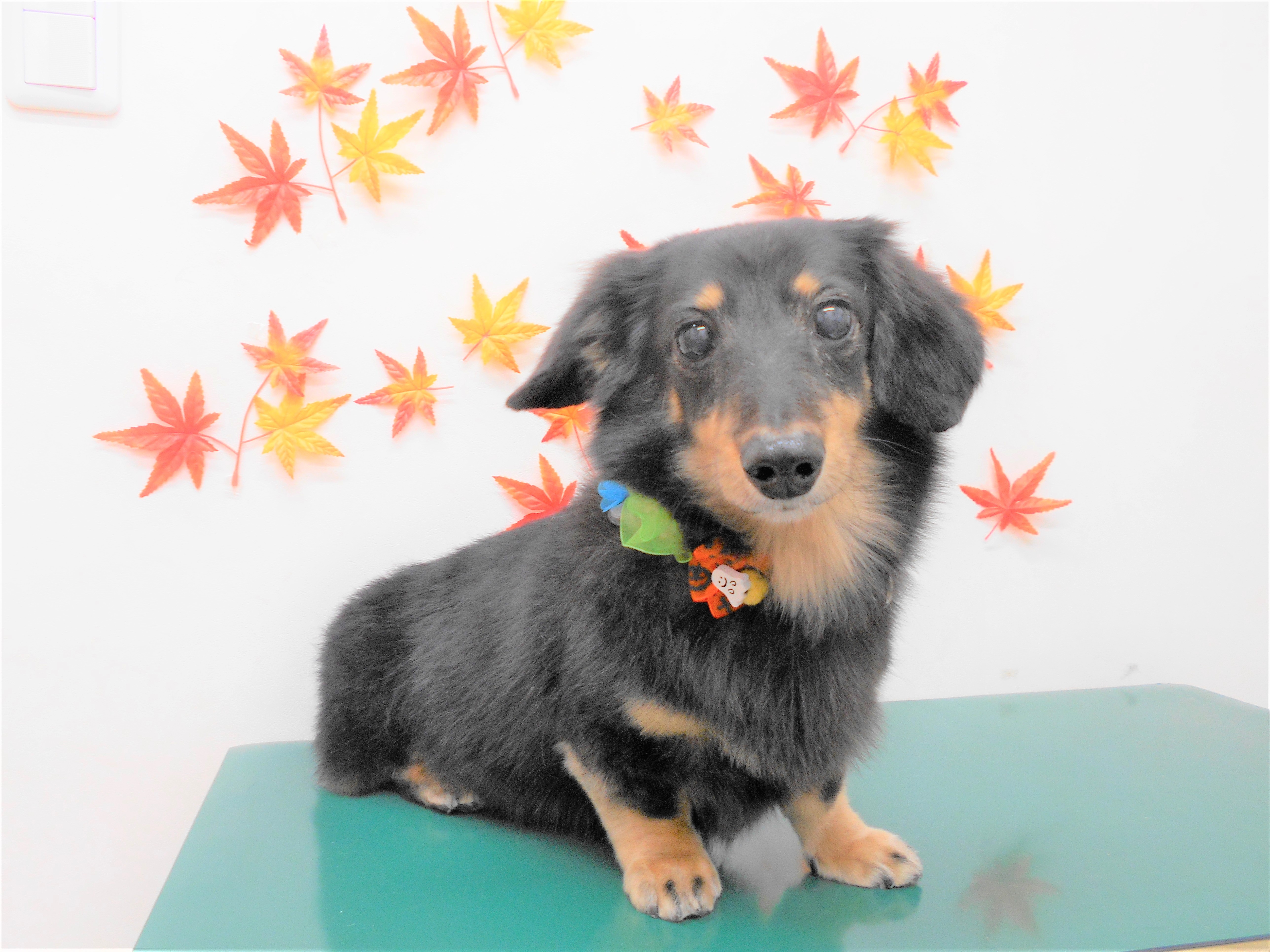 トリミングサロン シュシュどうぶつ病院からのお知らせ 2018-10-26