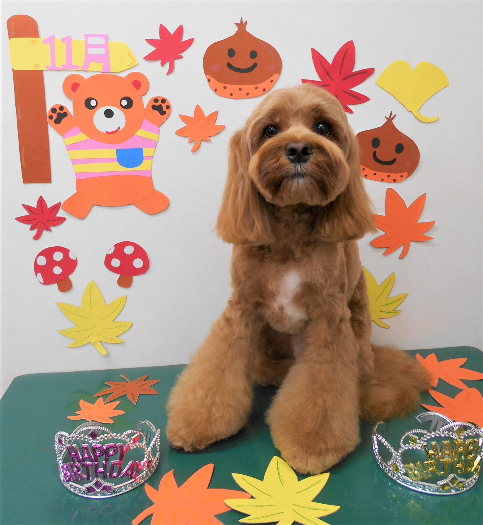 トリミングサロン シュシュどうぶつ病院からのお知らせ 2019-11-17