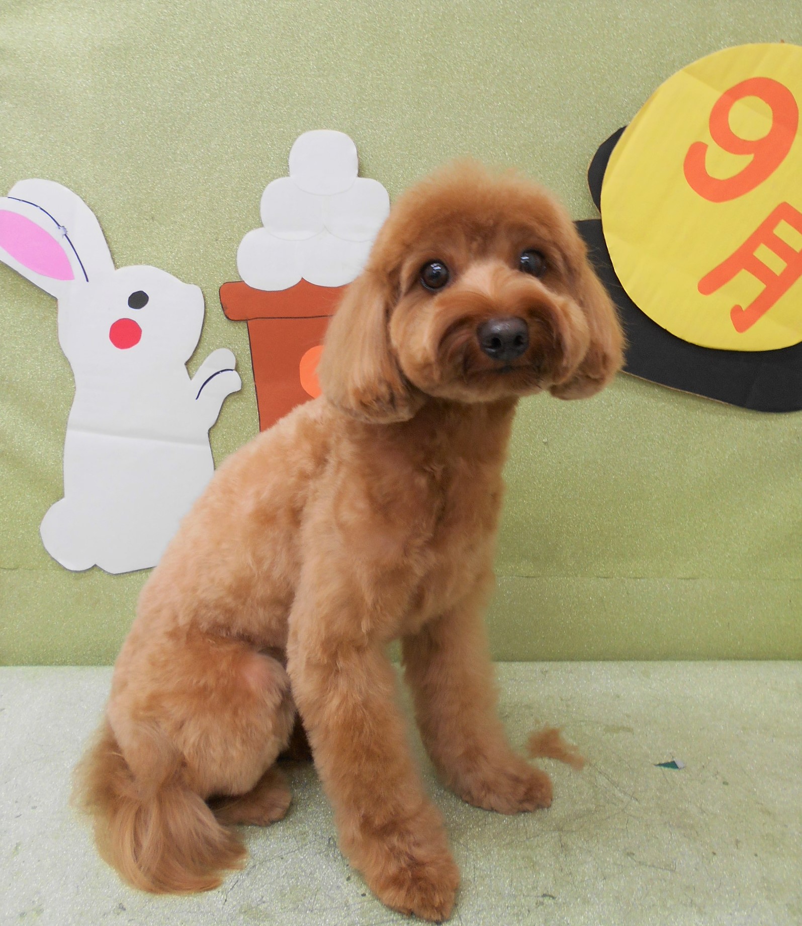 トリミングサロン シュシュどうぶつ病院からのお知らせ 2019-09-29