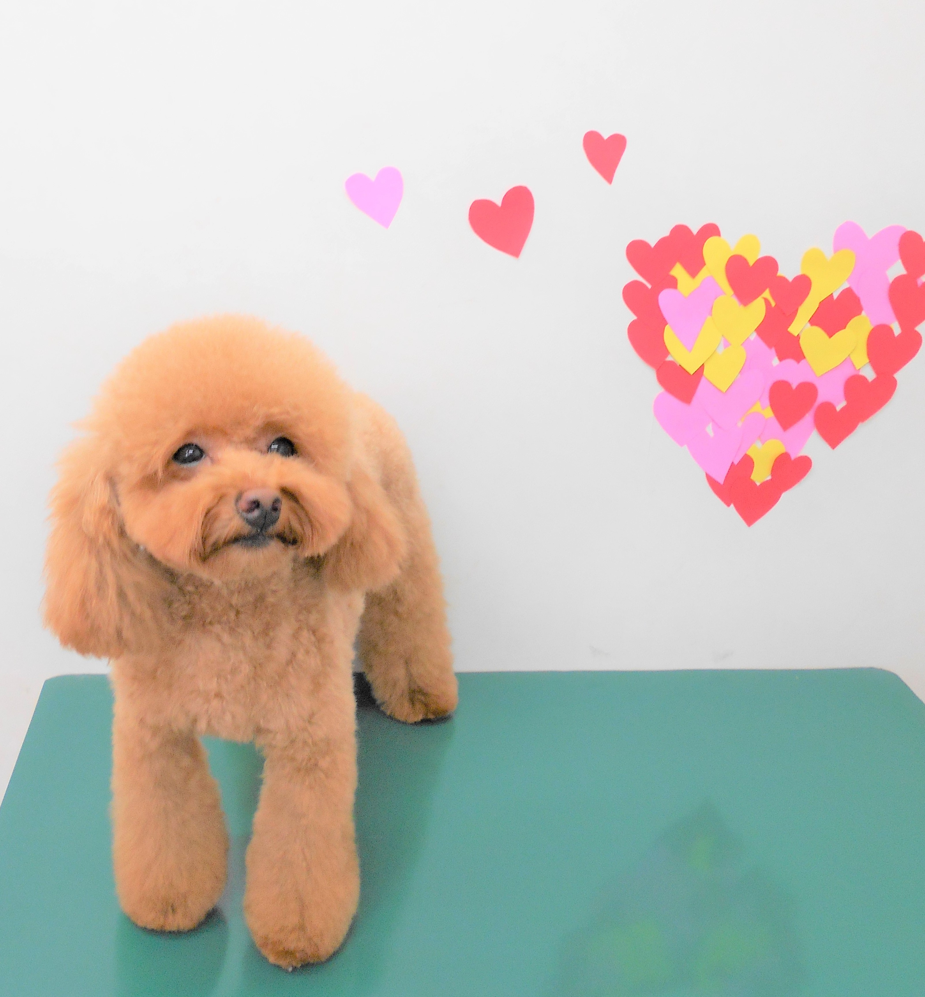 トリミングサロン シュシュどうぶつ病院からのお知らせ 2019-02-02