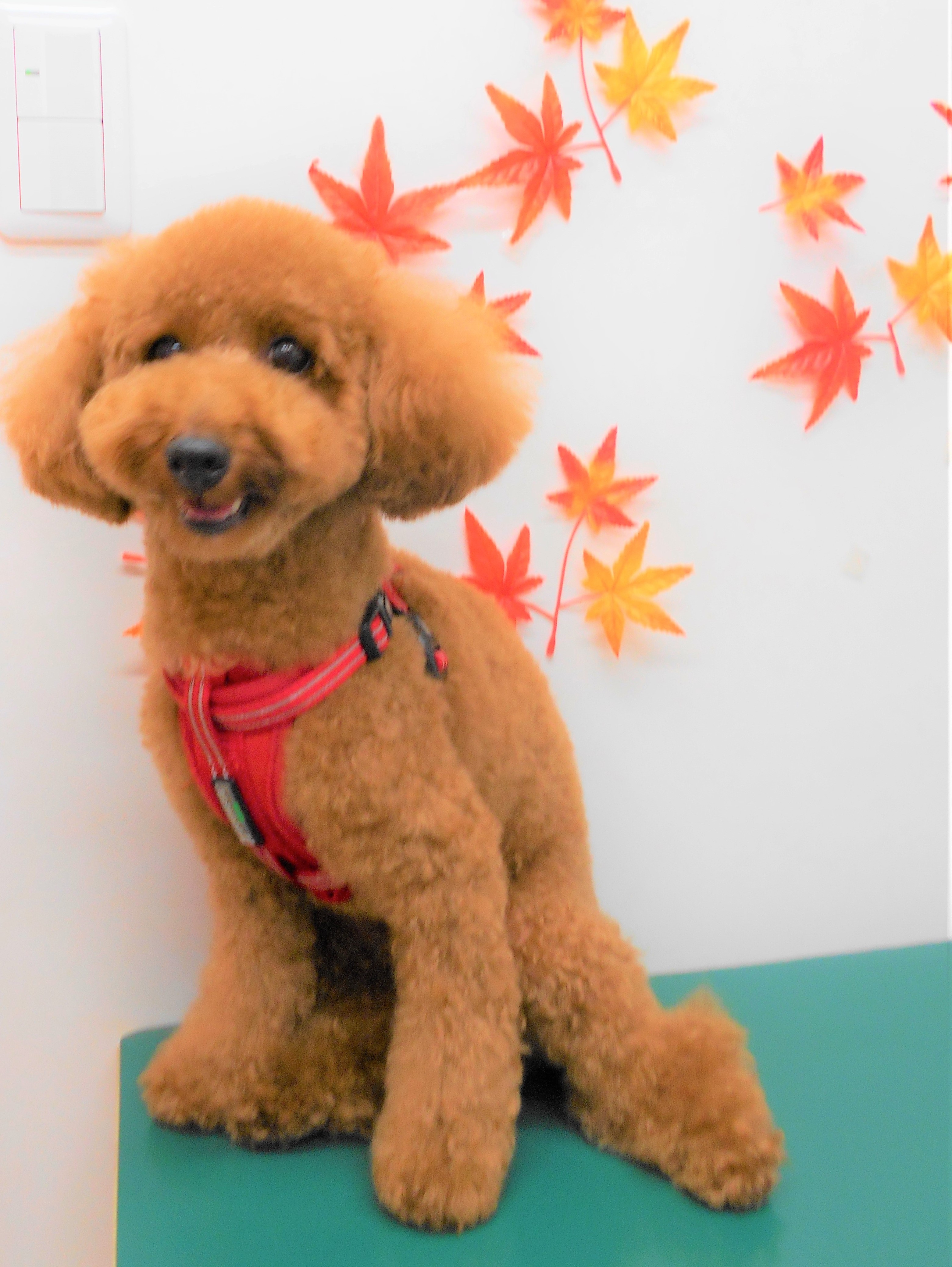 トリミングサロン シュシュどうぶつ病院からのお知らせ 2018-10-12