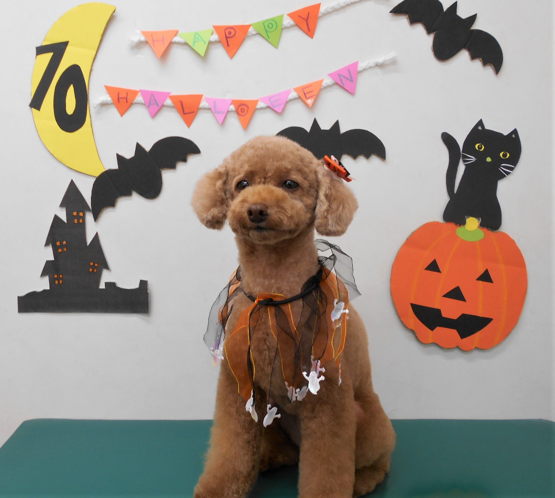 トリミングサロン シュシュどうぶつ病院からのお知らせ 2019-10-02
