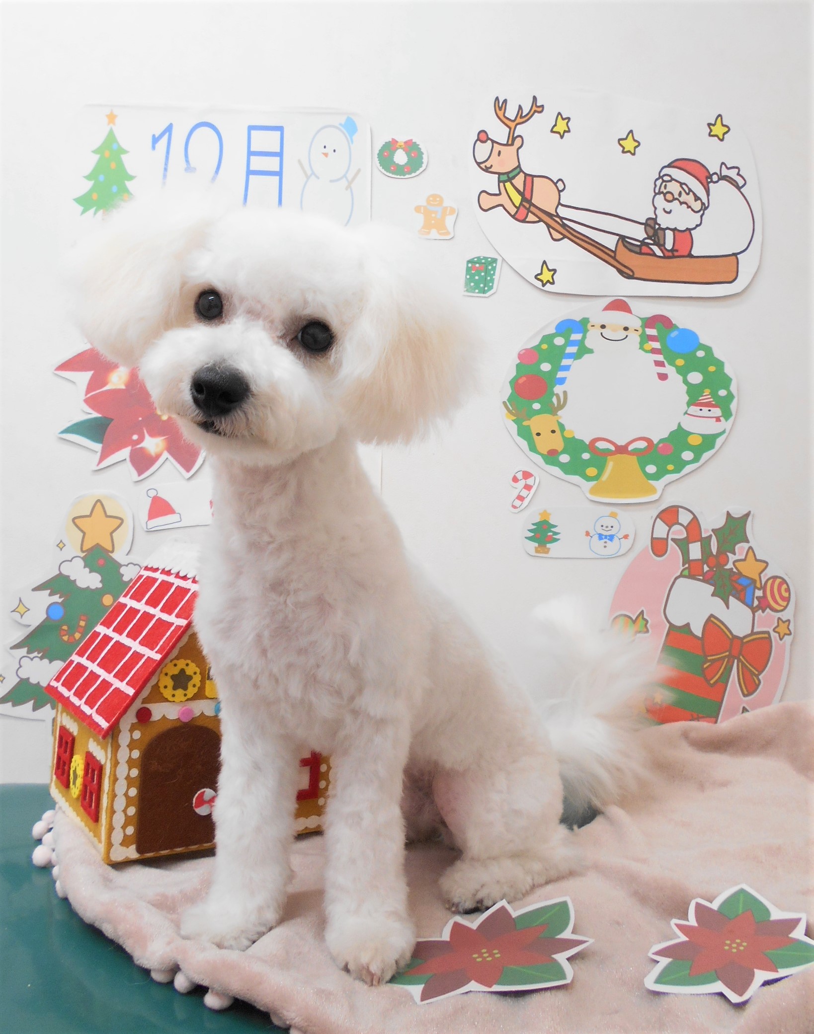 トリミングサロン シュシュどうぶつ病院からのお知らせ 2021-12-04