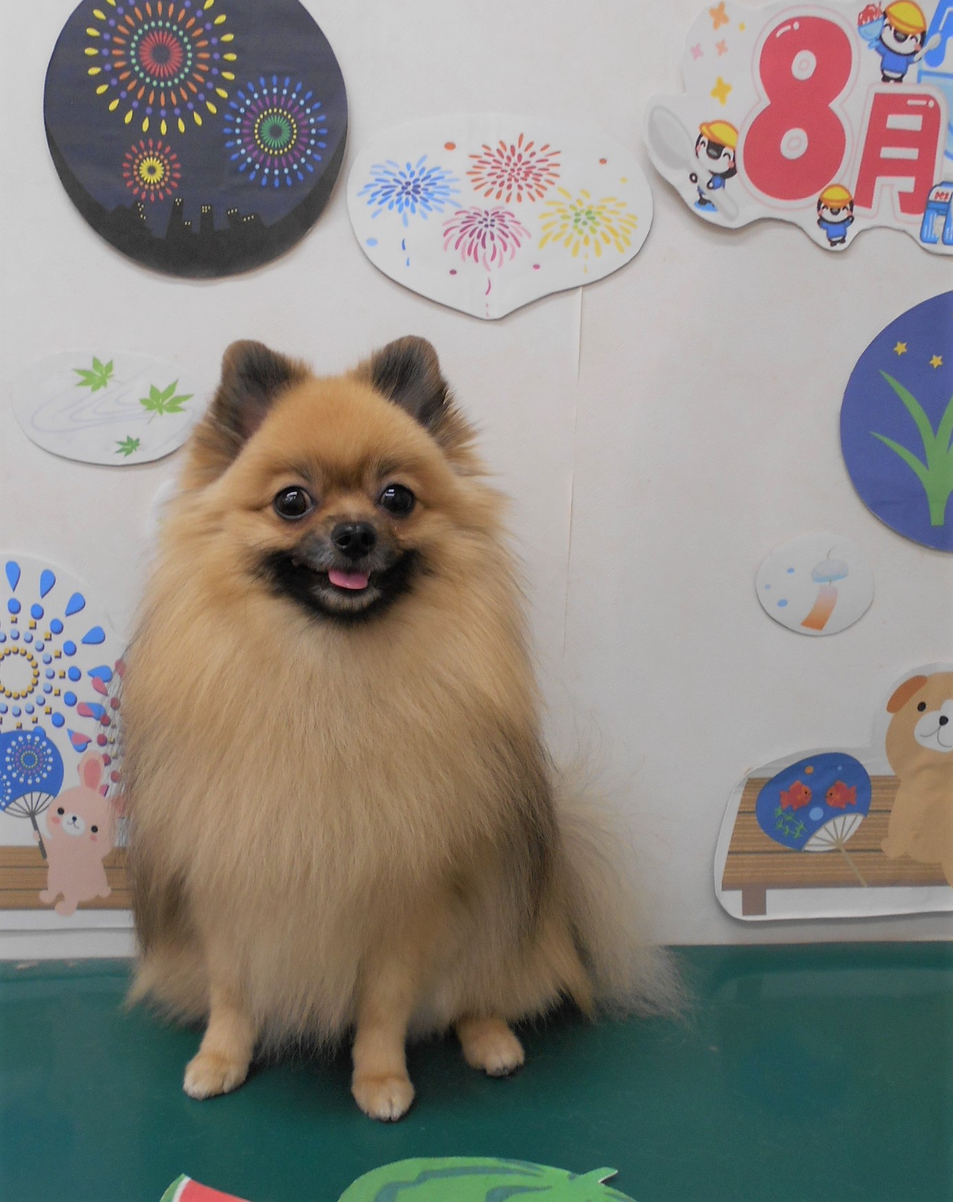 トリミングサロン シュシュどうぶつ病院からのお知らせ 2021-08-12