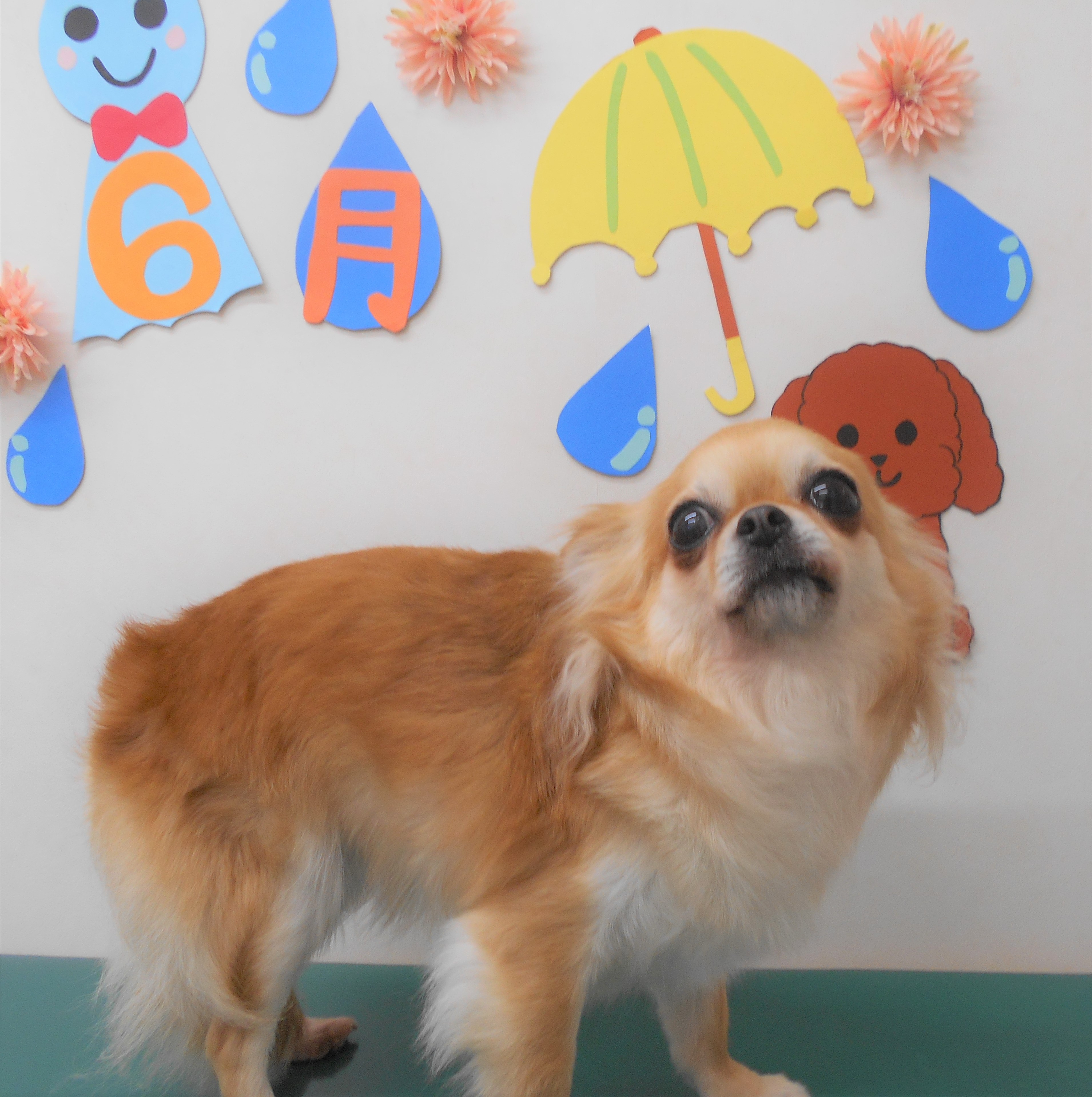 トリミングサロン シュシュどうぶつ病院からのお知らせ 2019-06-06