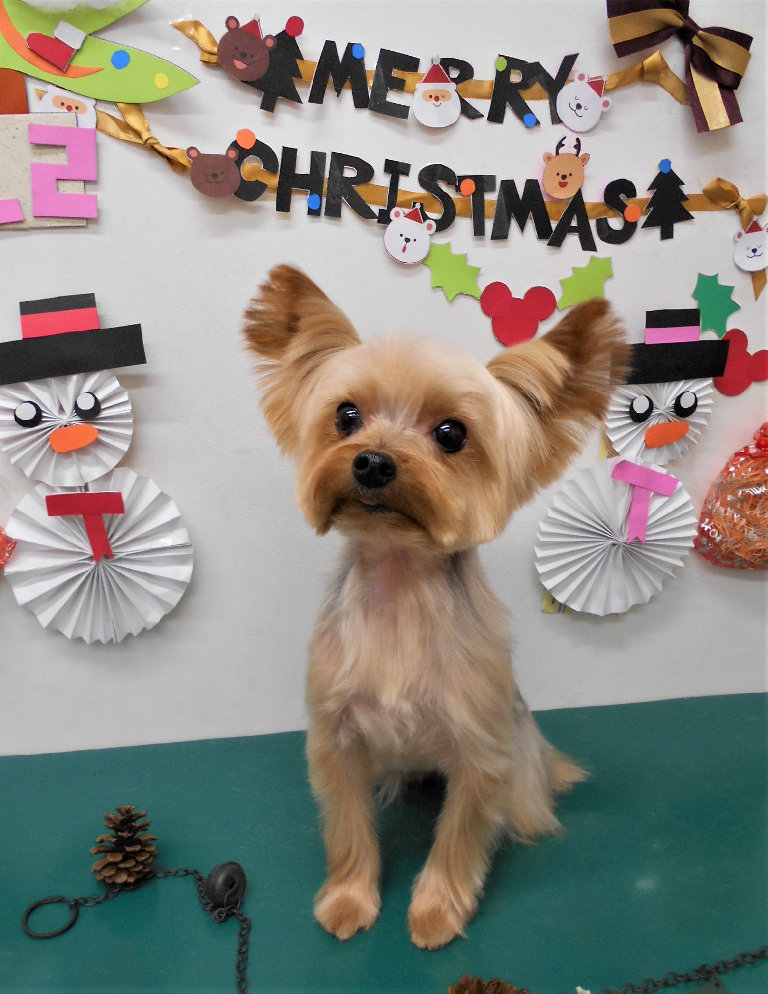 トリミングサロン シュシュどうぶつ病院からのお知らせ 2019-12-17