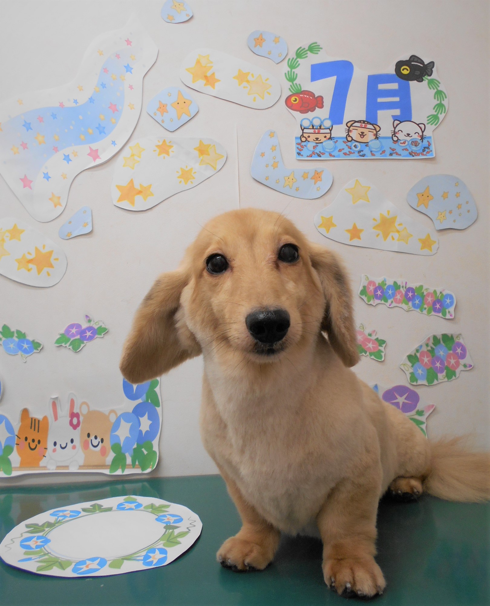 トリミングサロン シュシュどうぶつ病院からのお知らせ 2021-07-15
