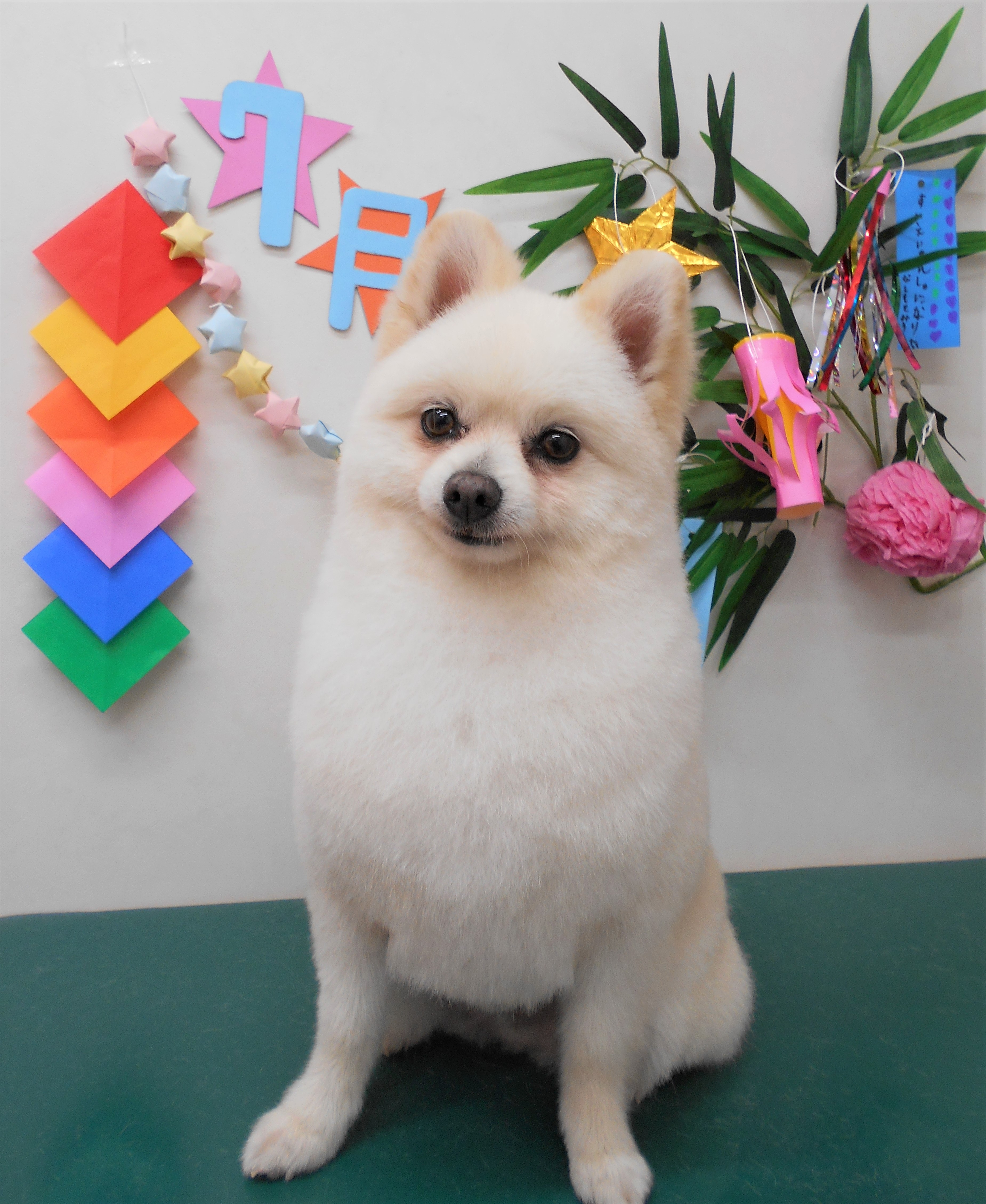 トリミングサロン シュシュどうぶつ病院からのお知らせ 2019-07-25