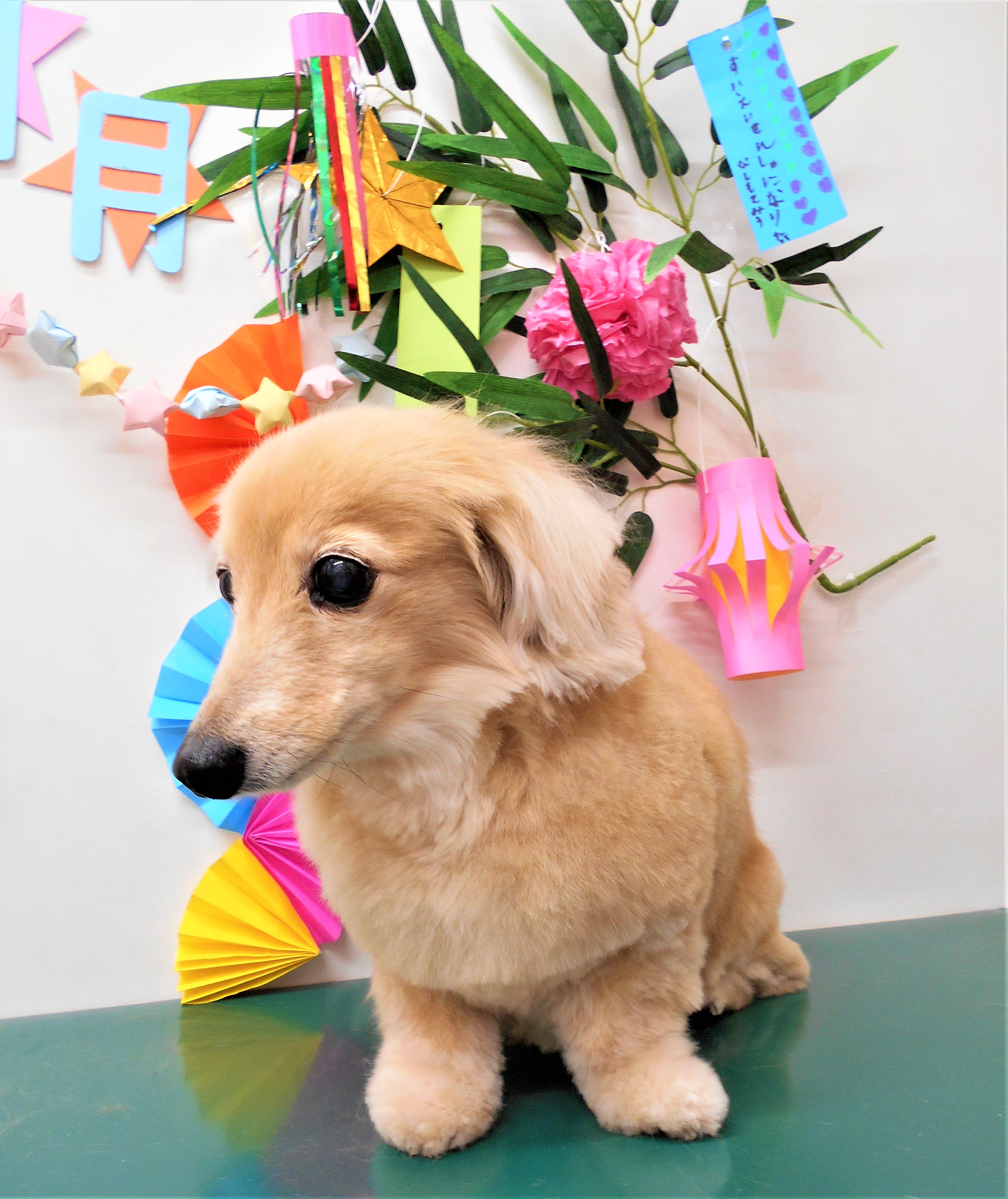 トリミングサロン シュシュどうぶつ病院からのお知らせ 2019-07-09