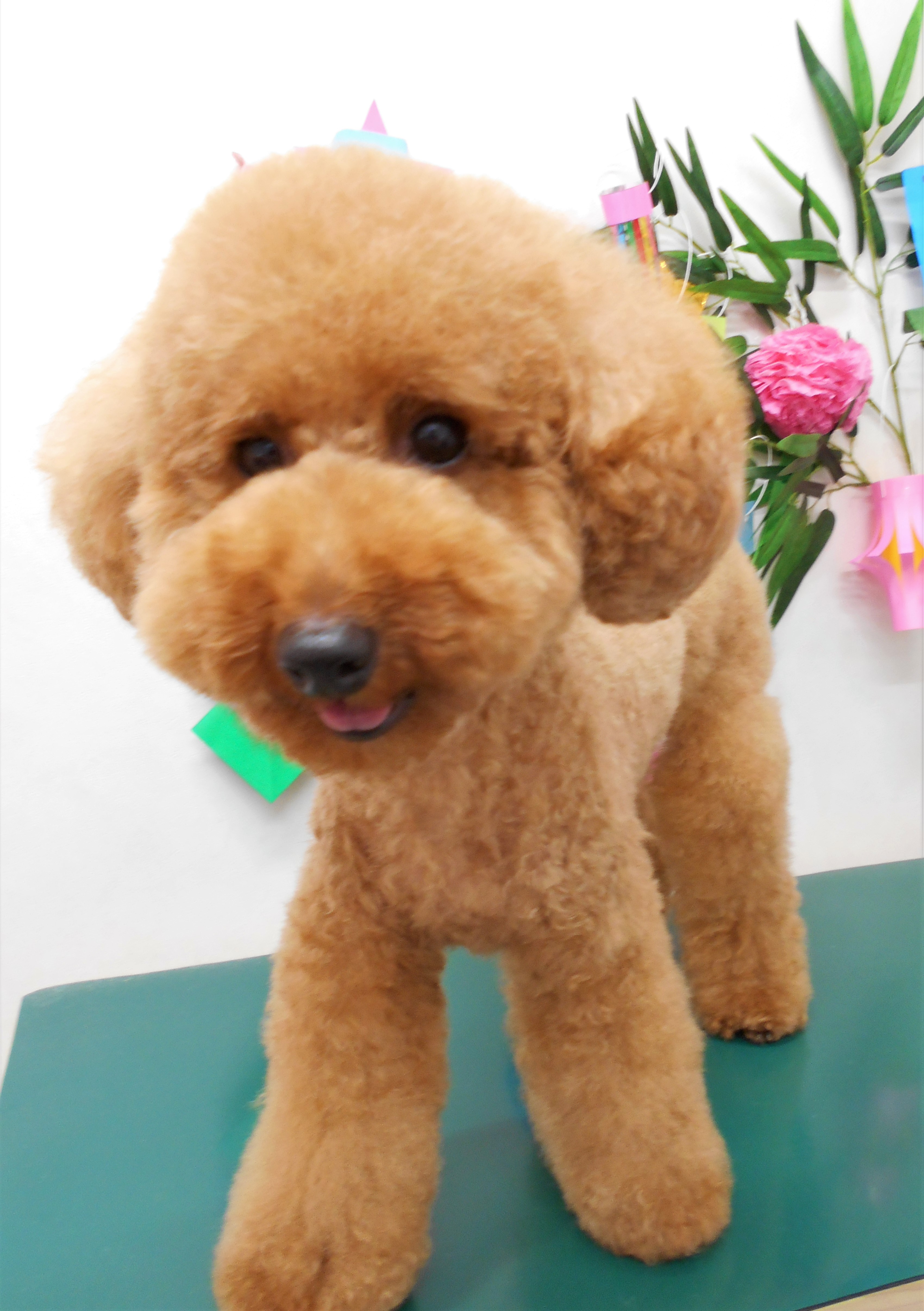 トリミングサロン シュシュどうぶつ病院からのお知らせ 2019-07-05