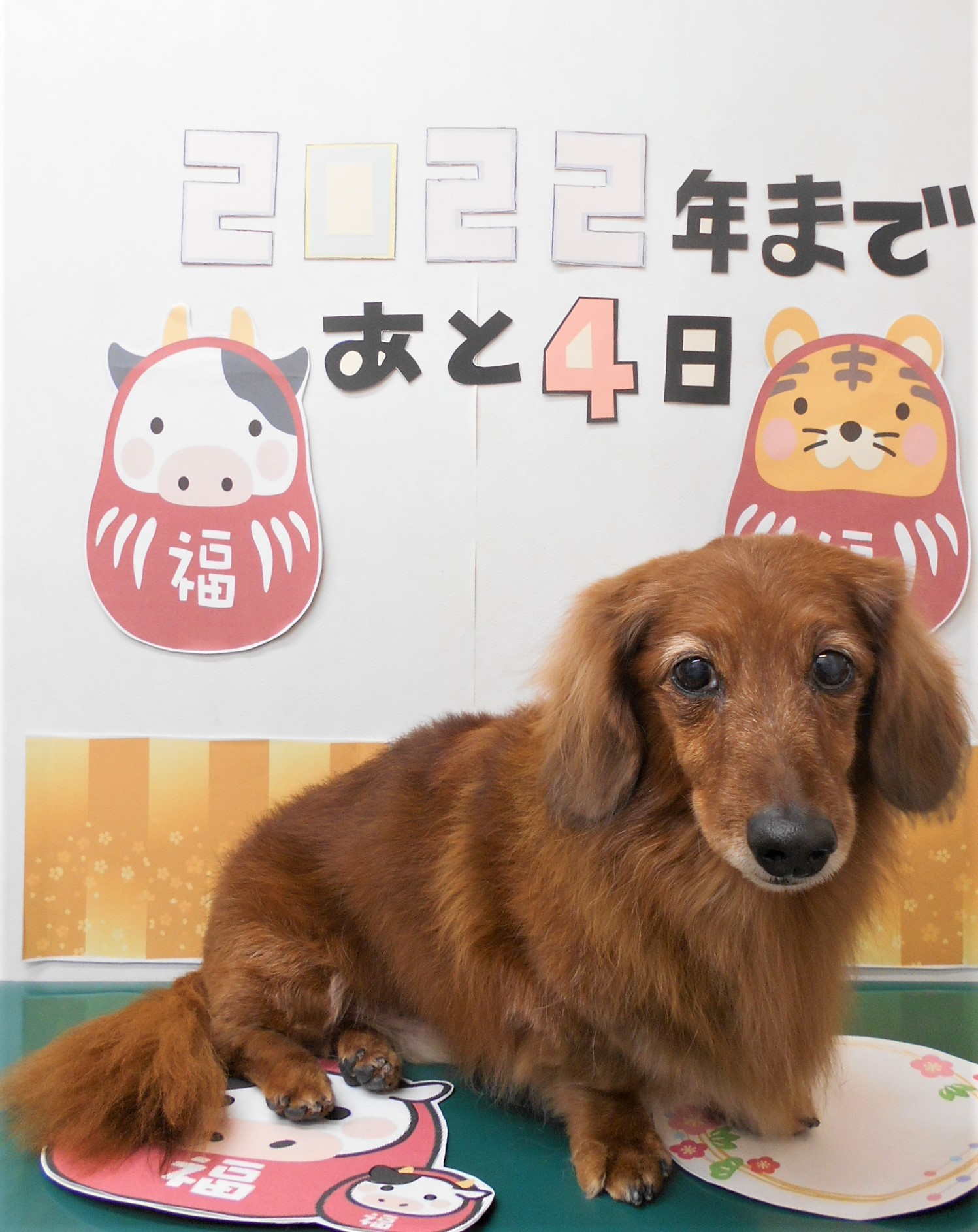 トリミングサロン シュシュどうぶつ病院からのお知らせ 2021-12-28