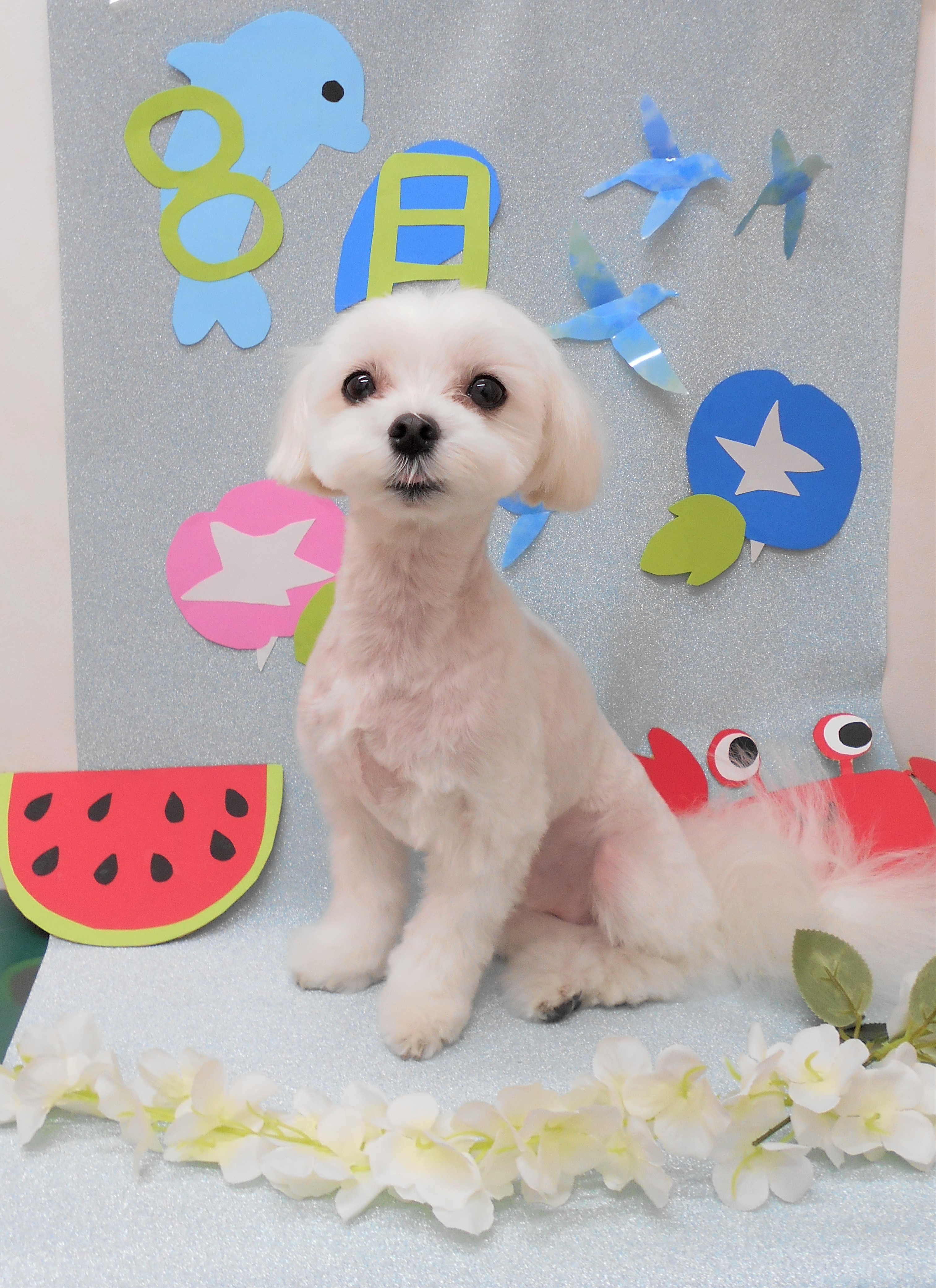 トリミングサロン シュシュどうぶつ病院からのお知らせ 2019-08-01
