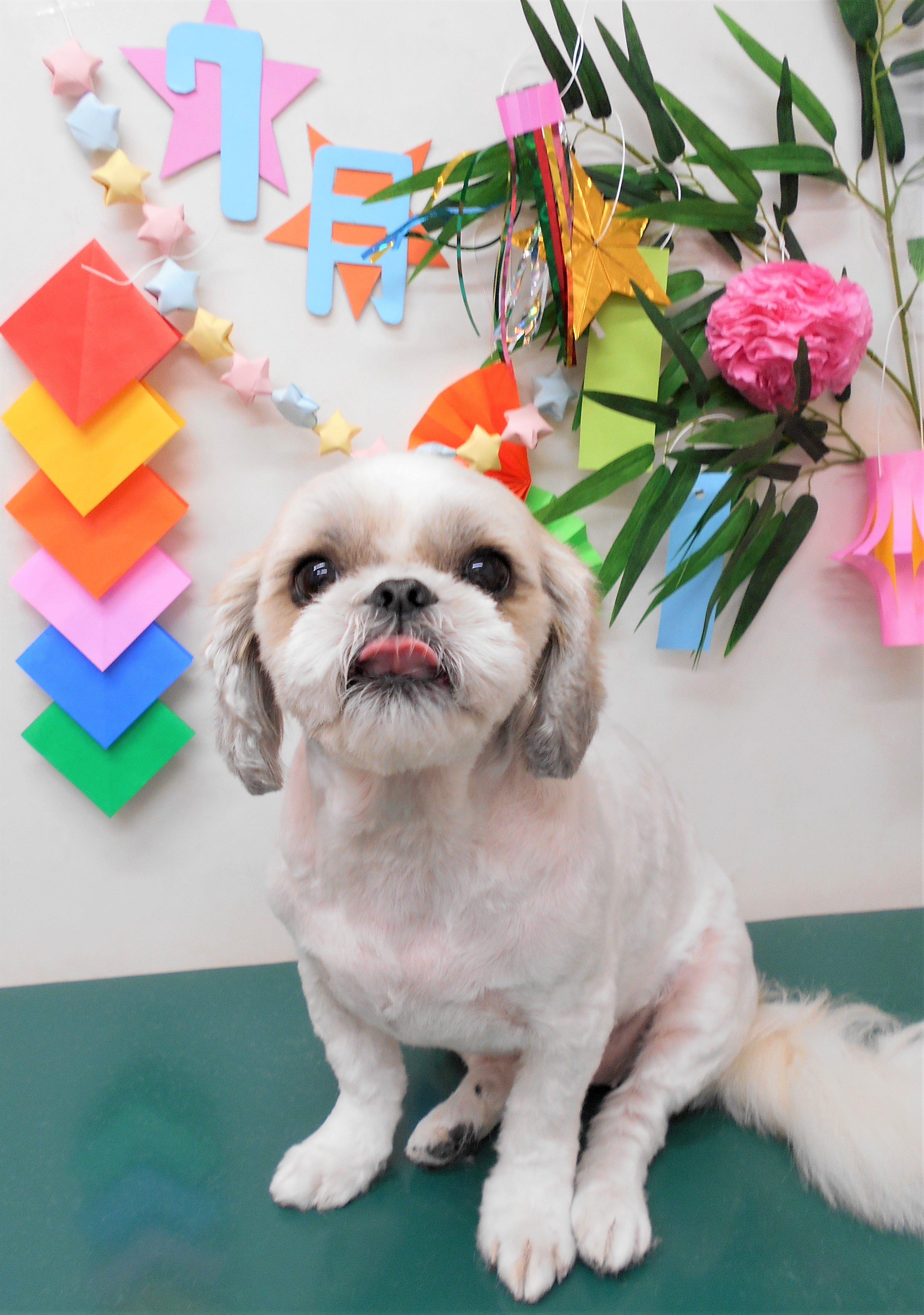 トリミングサロン シュシュどうぶつ病院からのお知らせ 2019-07-05