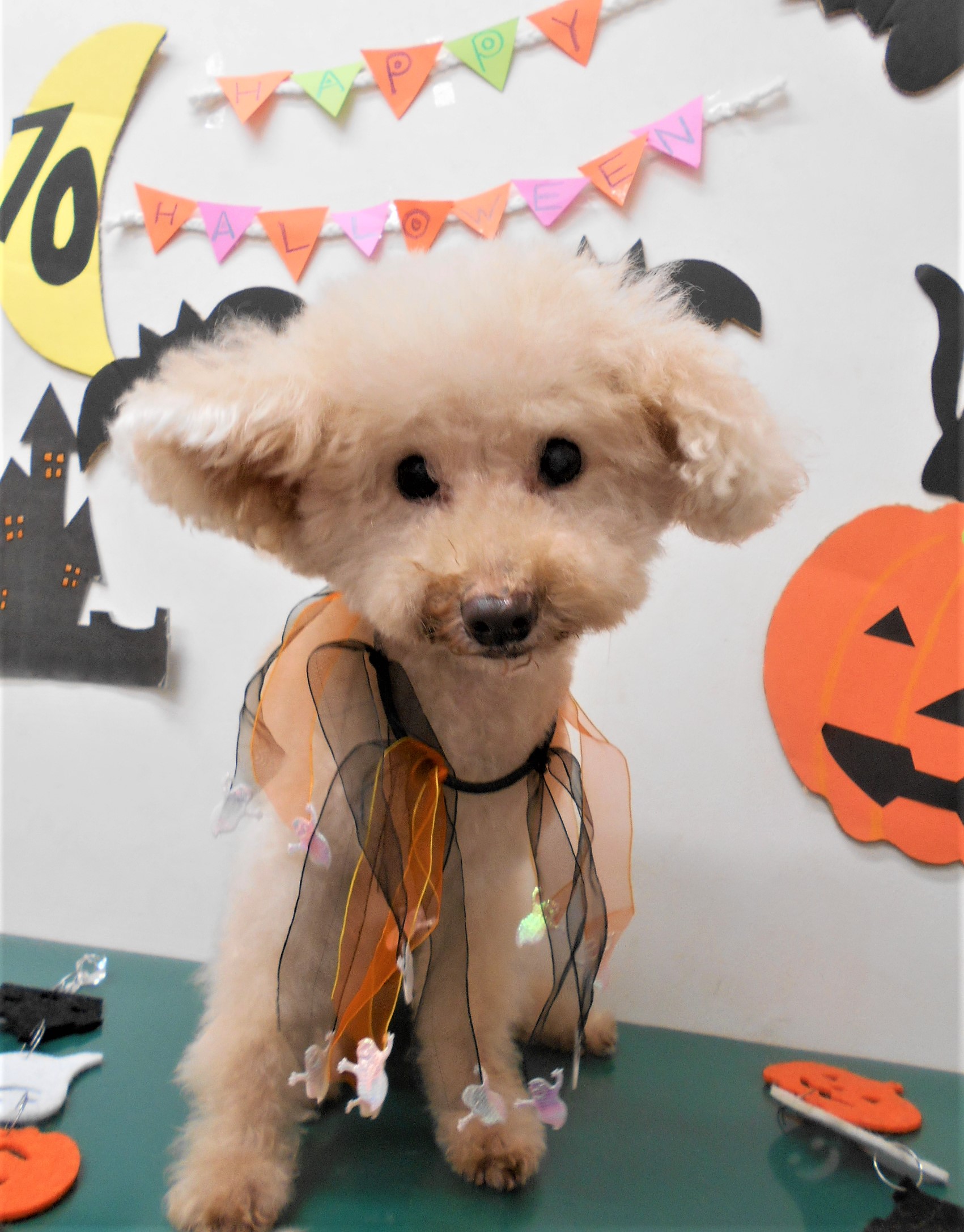 トリミングサロン シュシュどうぶつ病院からのお知らせ 2019-10-25