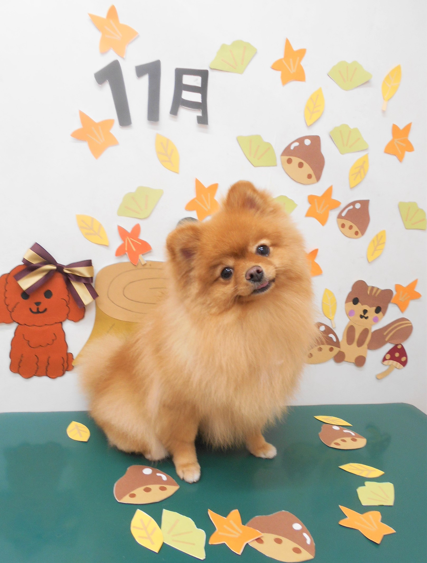 トリミングサロン シュシュどうぶつ病院からのお知らせ 2020-11-17