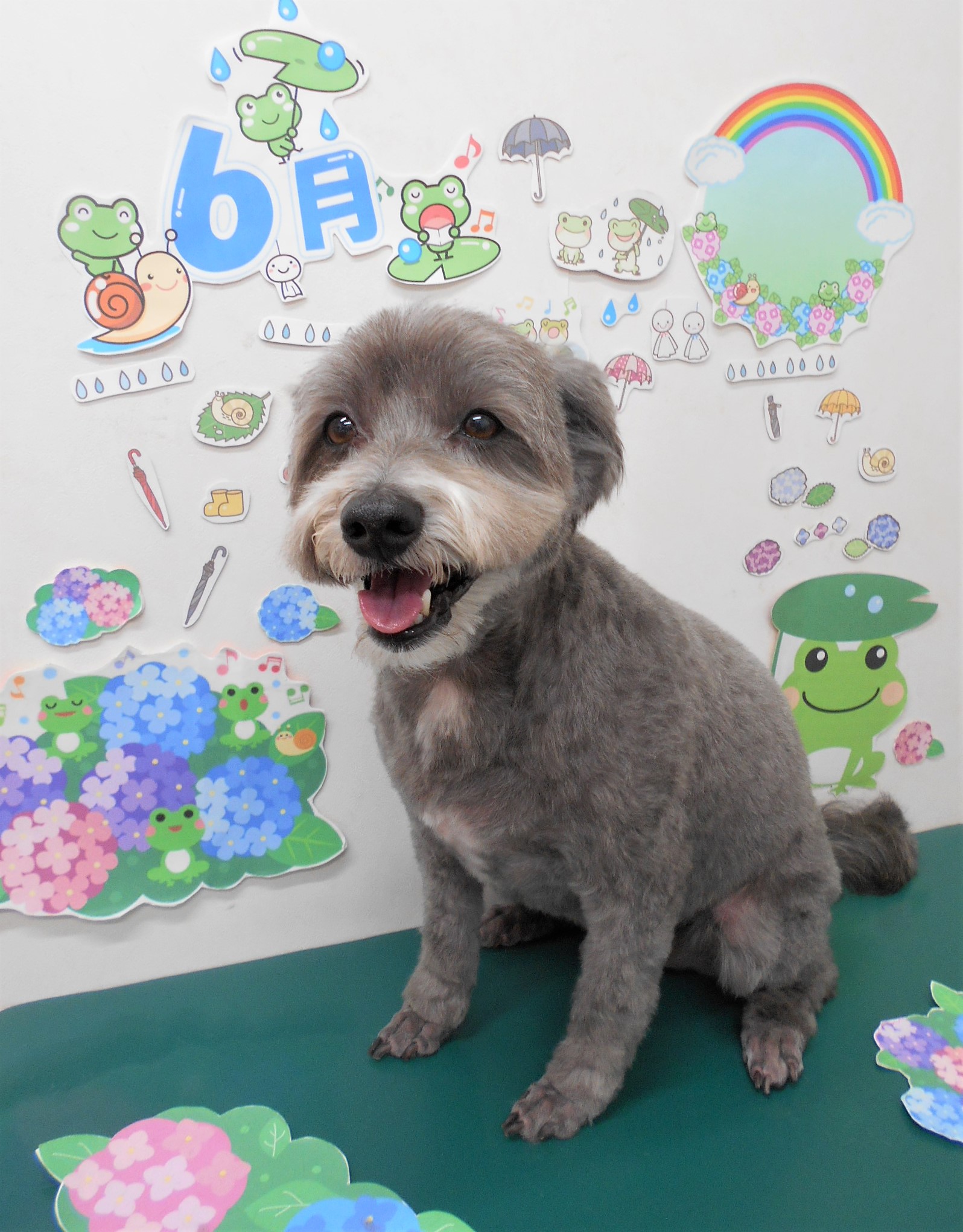 トリミングサロン シュシュどうぶつ病院からのお知らせ 2021-06-10