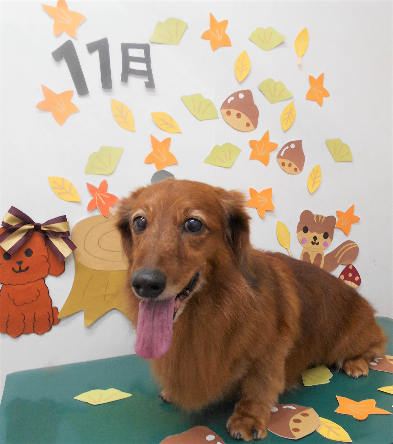 トリミングサロン シュシュどうぶつ病院からのお知らせ 2020-11-25