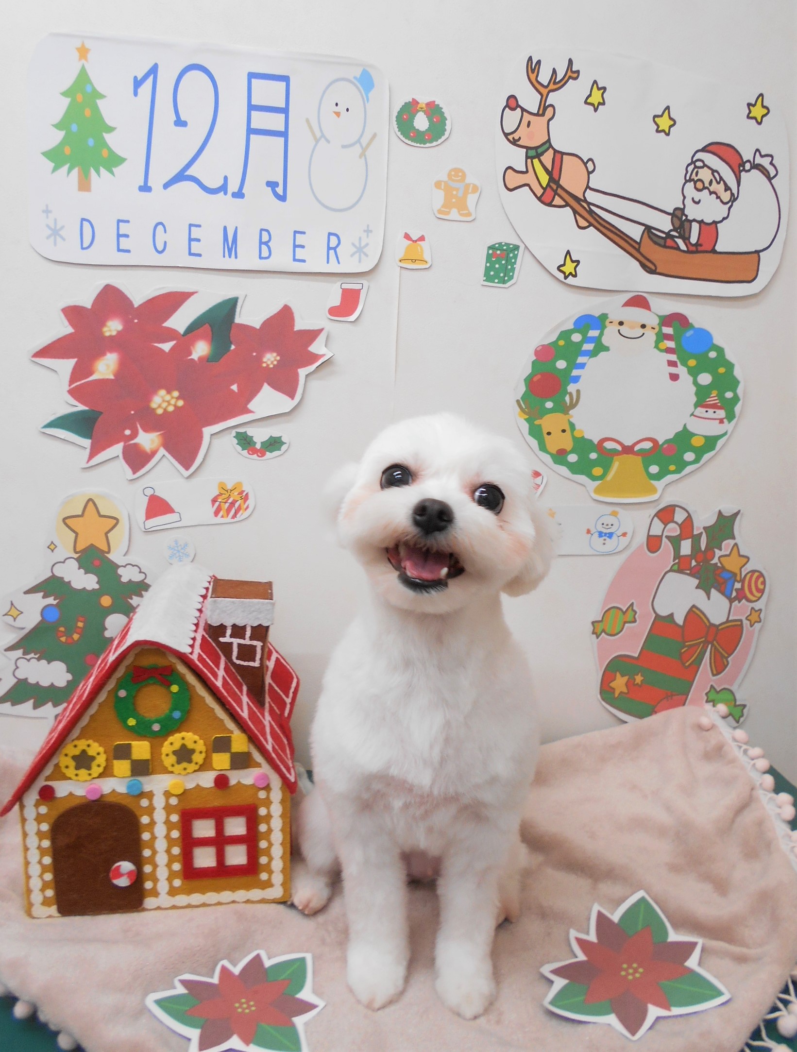 トリミングサロン シュシュどうぶつ病院からのお知らせ 2021-12-14
