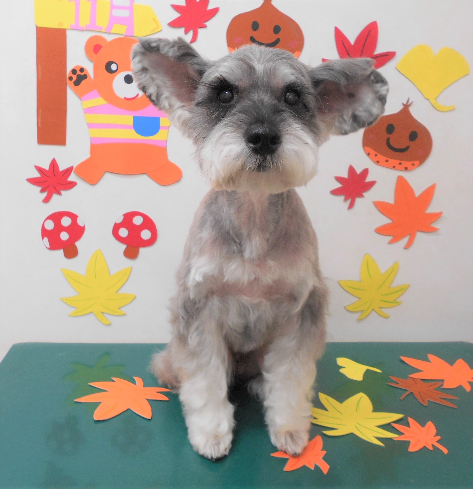 トリミングサロン シュシュどうぶつ病院からのお知らせ 2019-11-02