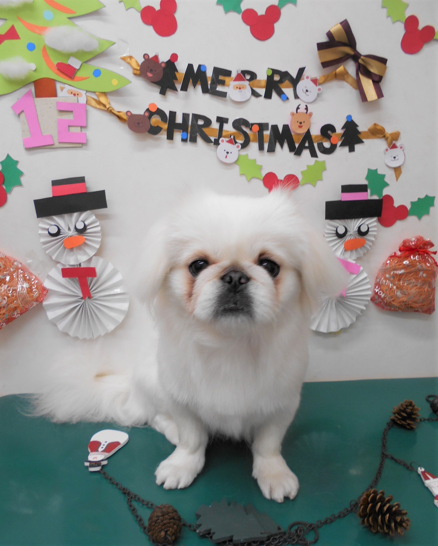 トリミングサロン シュシュどうぶつ病院からのお知らせ 2019-12-18
