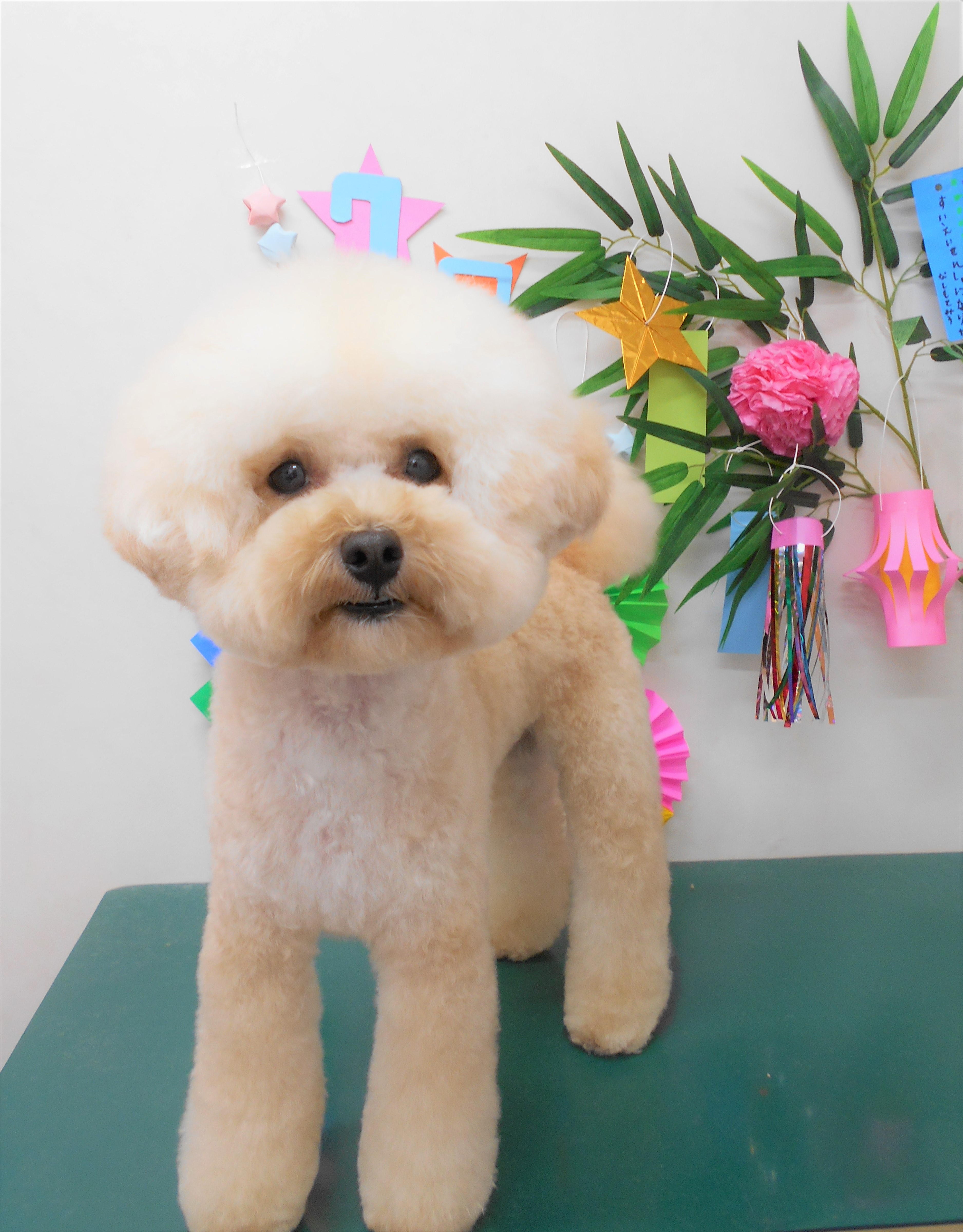トリミングサロン シュシュどうぶつ病院からのお知らせ 2019-07-05
