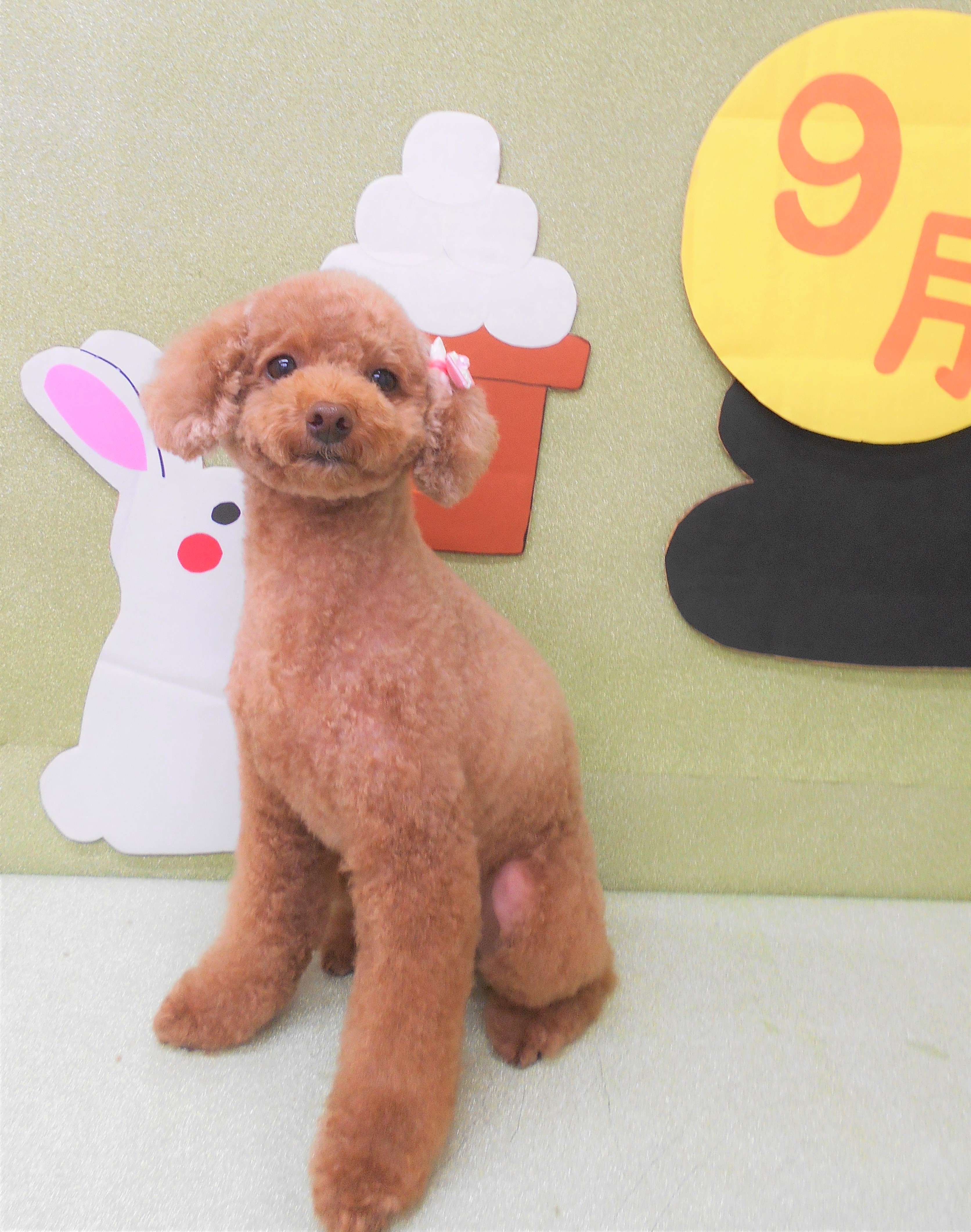 トリミングサロン シュシュどうぶつ病院からのお知らせ 2019-09-04