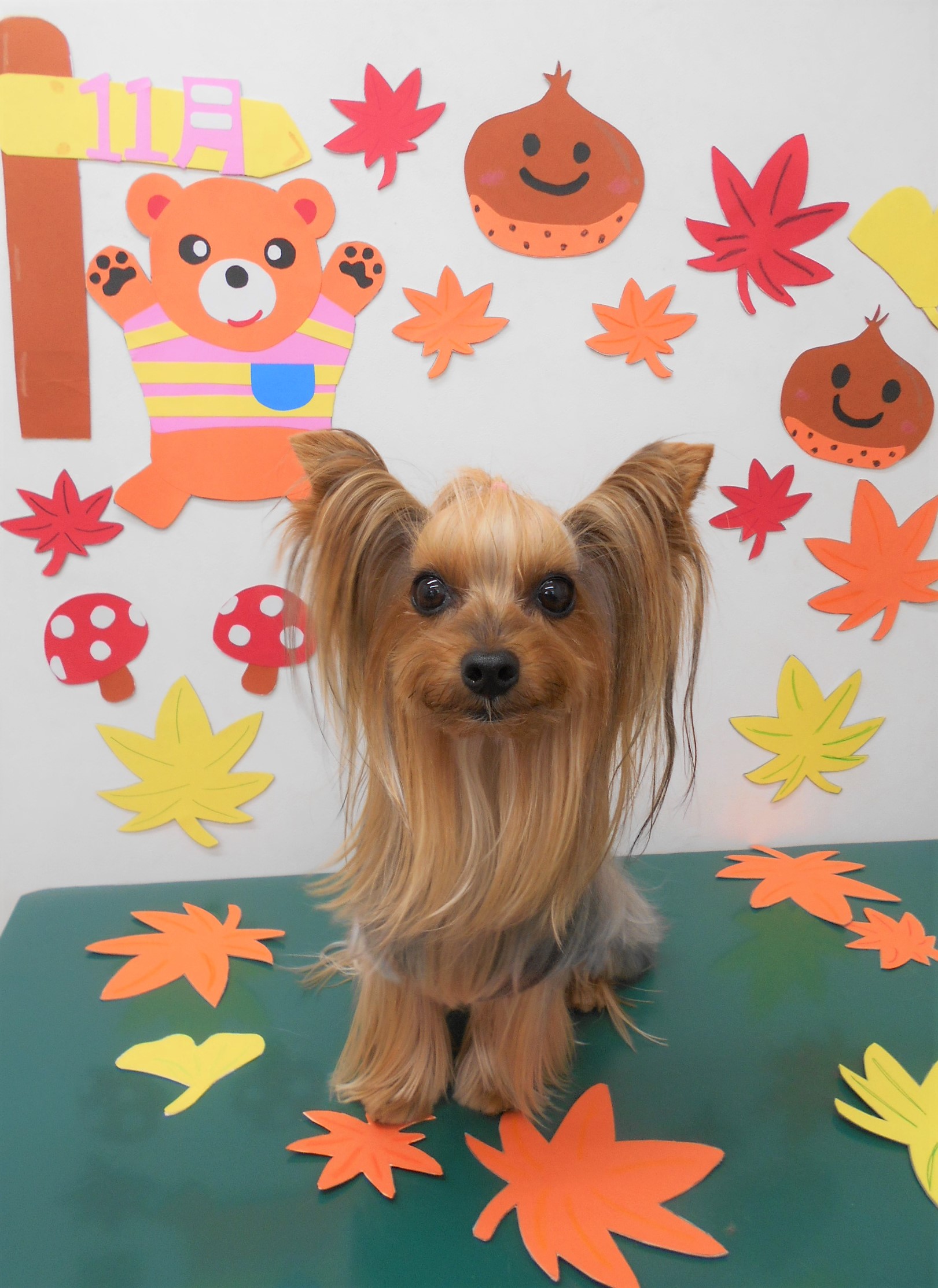 トリミングサロン シュシュどうぶつ病院からのお知らせ 2019-11-07
