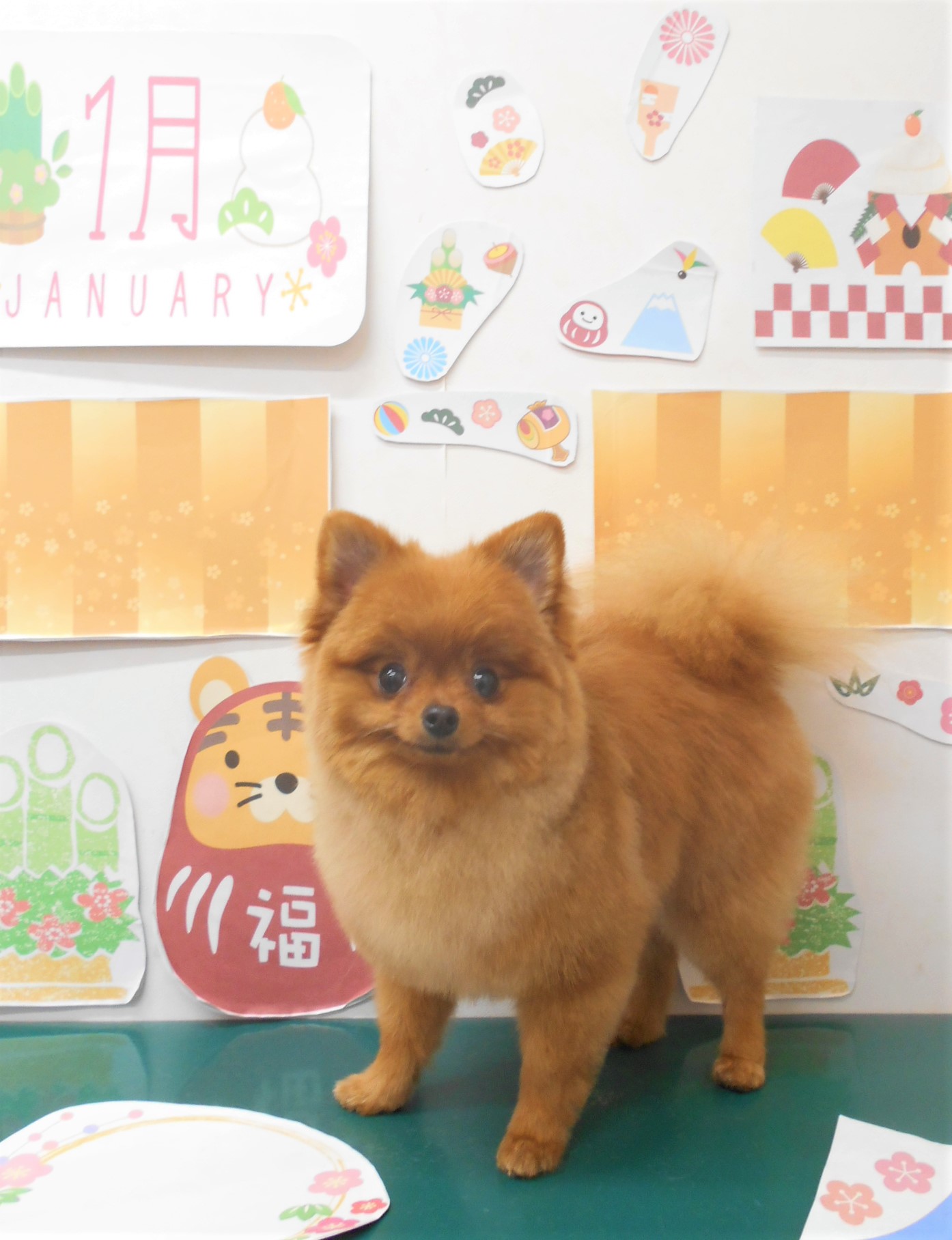 トリミングサロン シュシュどうぶつ病院からのお知らせ 2022-01-19